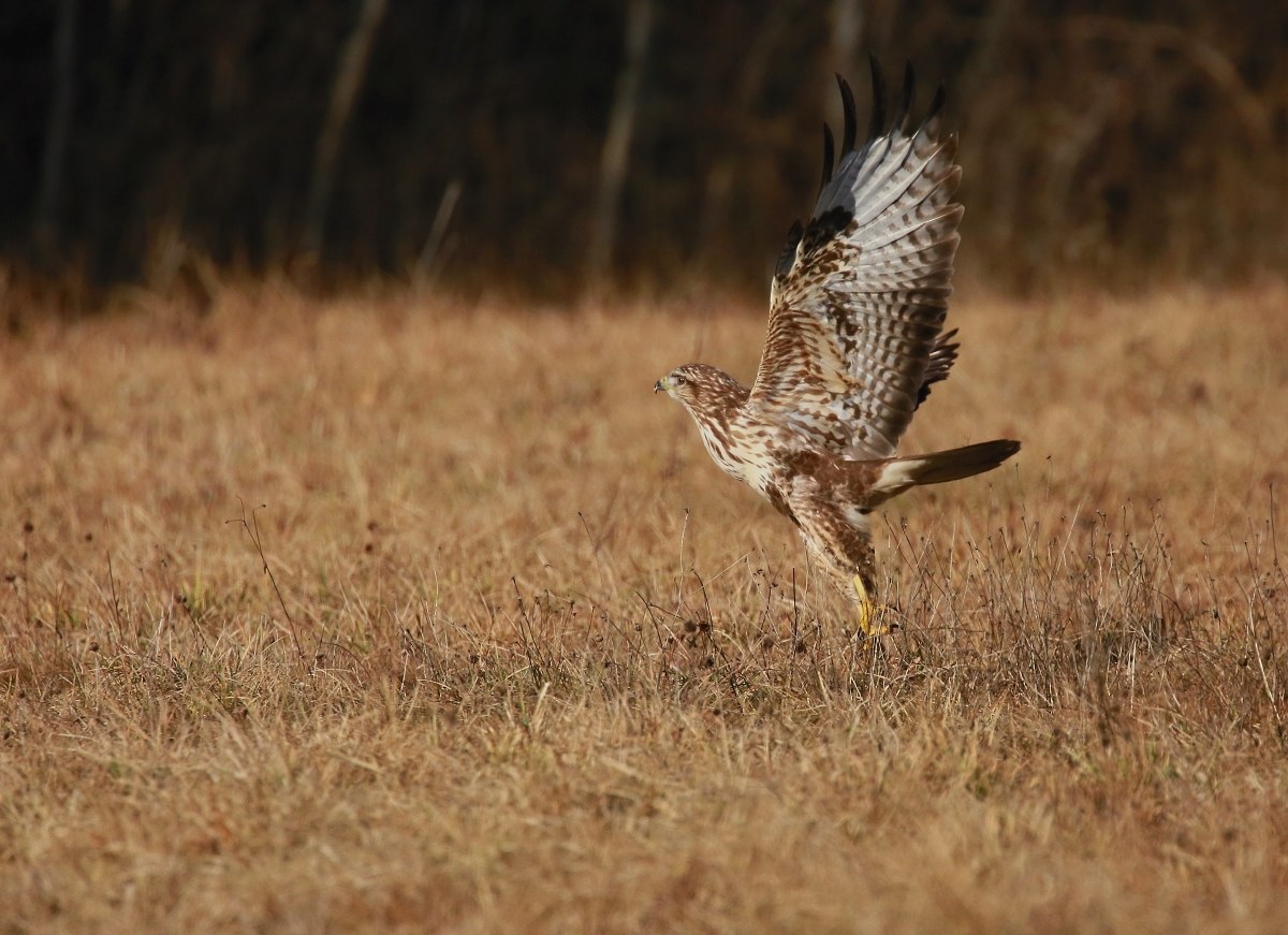 detachment of Poiana !!