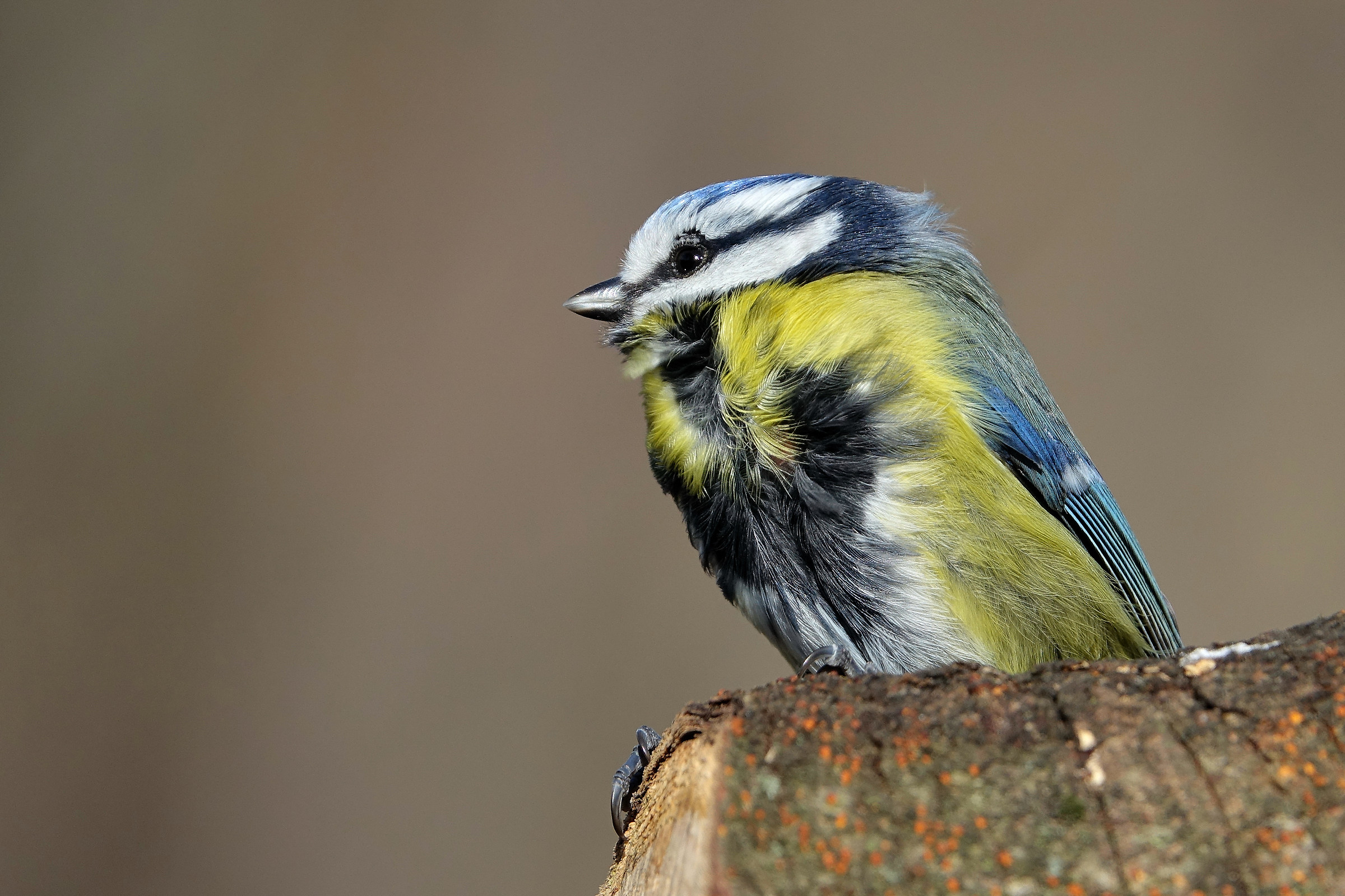 Blue tit in the wind