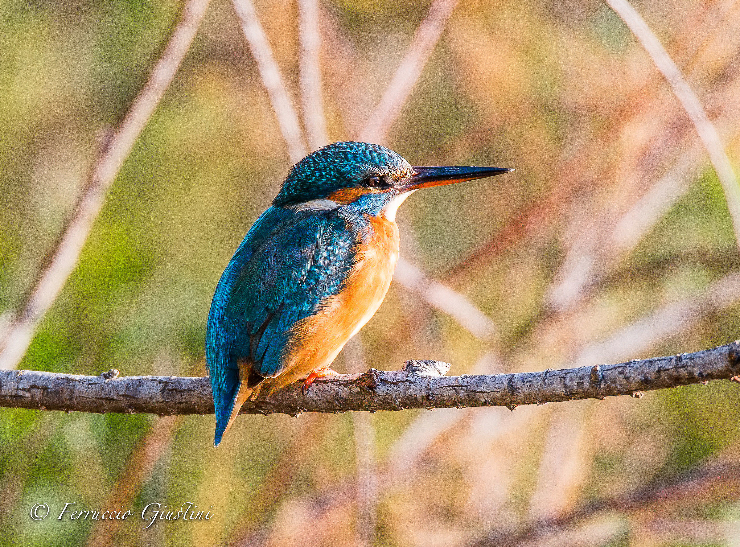Martin Pescatore lipu Ostia