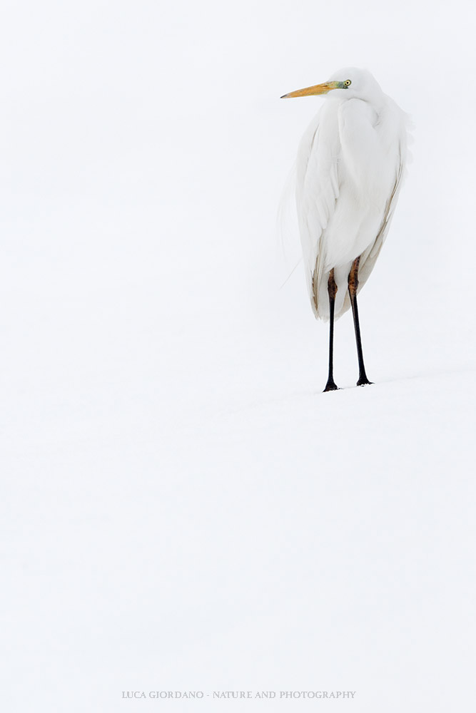 Great Egret - Great egret