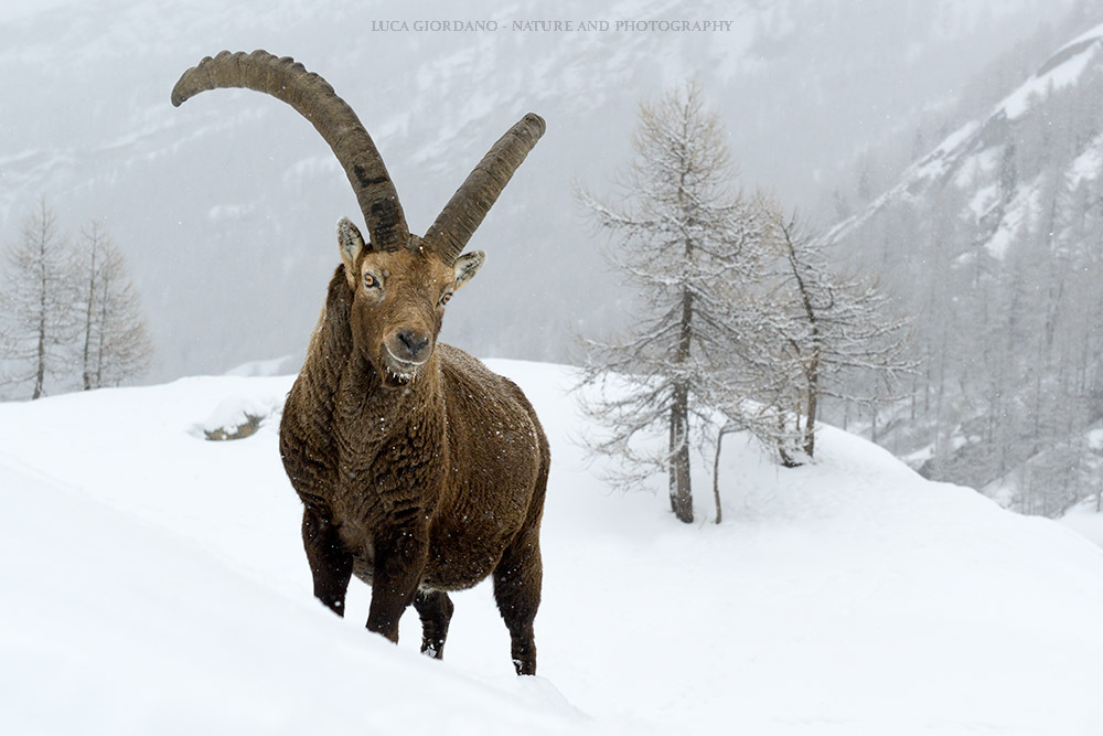 Alpine ibex - Alpine ibex
