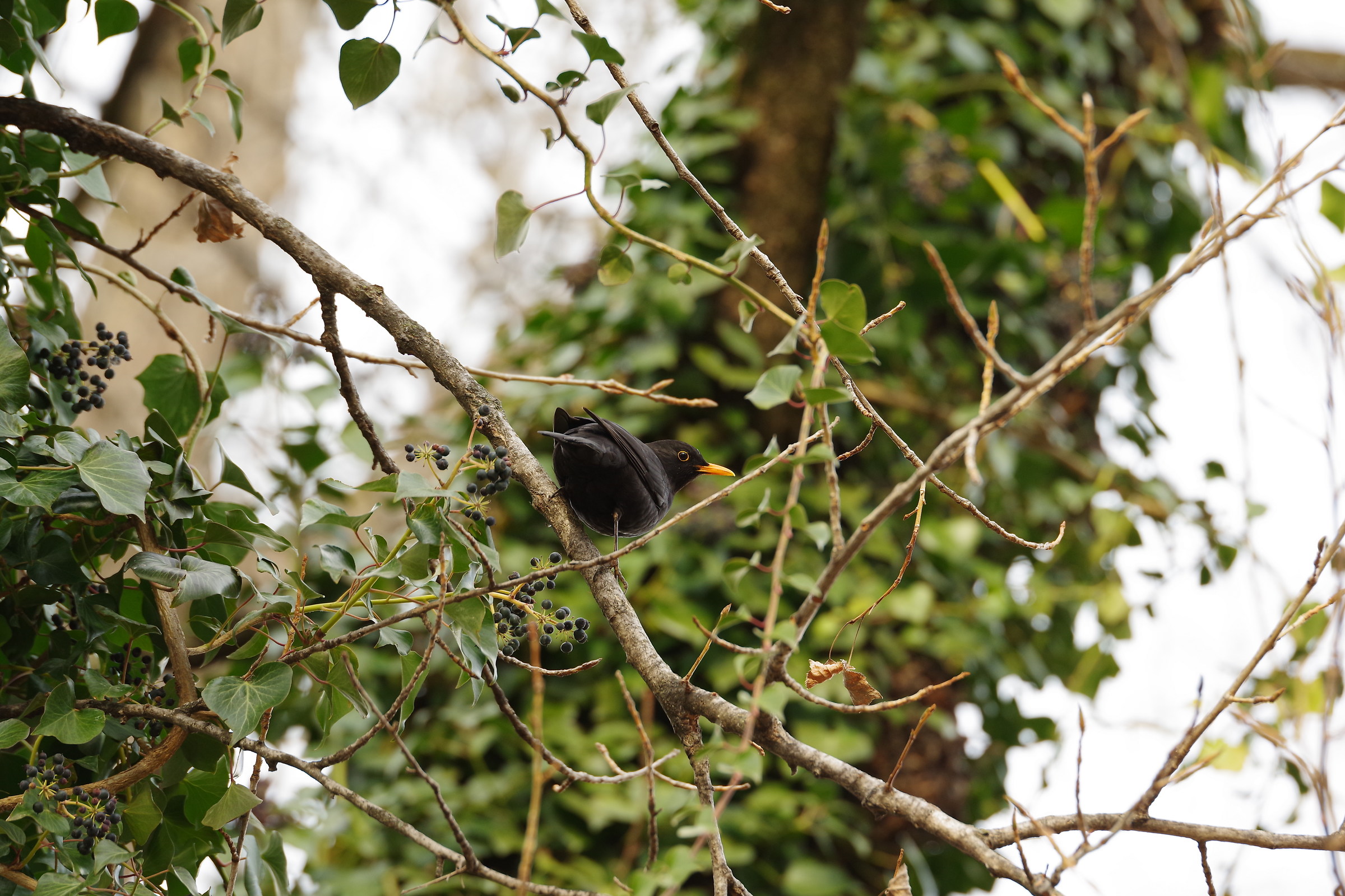 Yes yes ... you're really a blackbird!