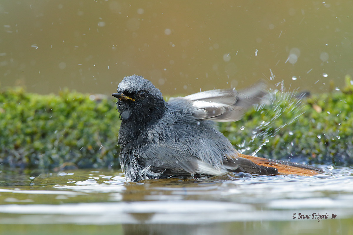 Redstart chimney sweep