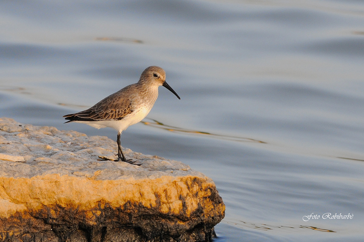 Pancianera sandpiper ... sunset ...