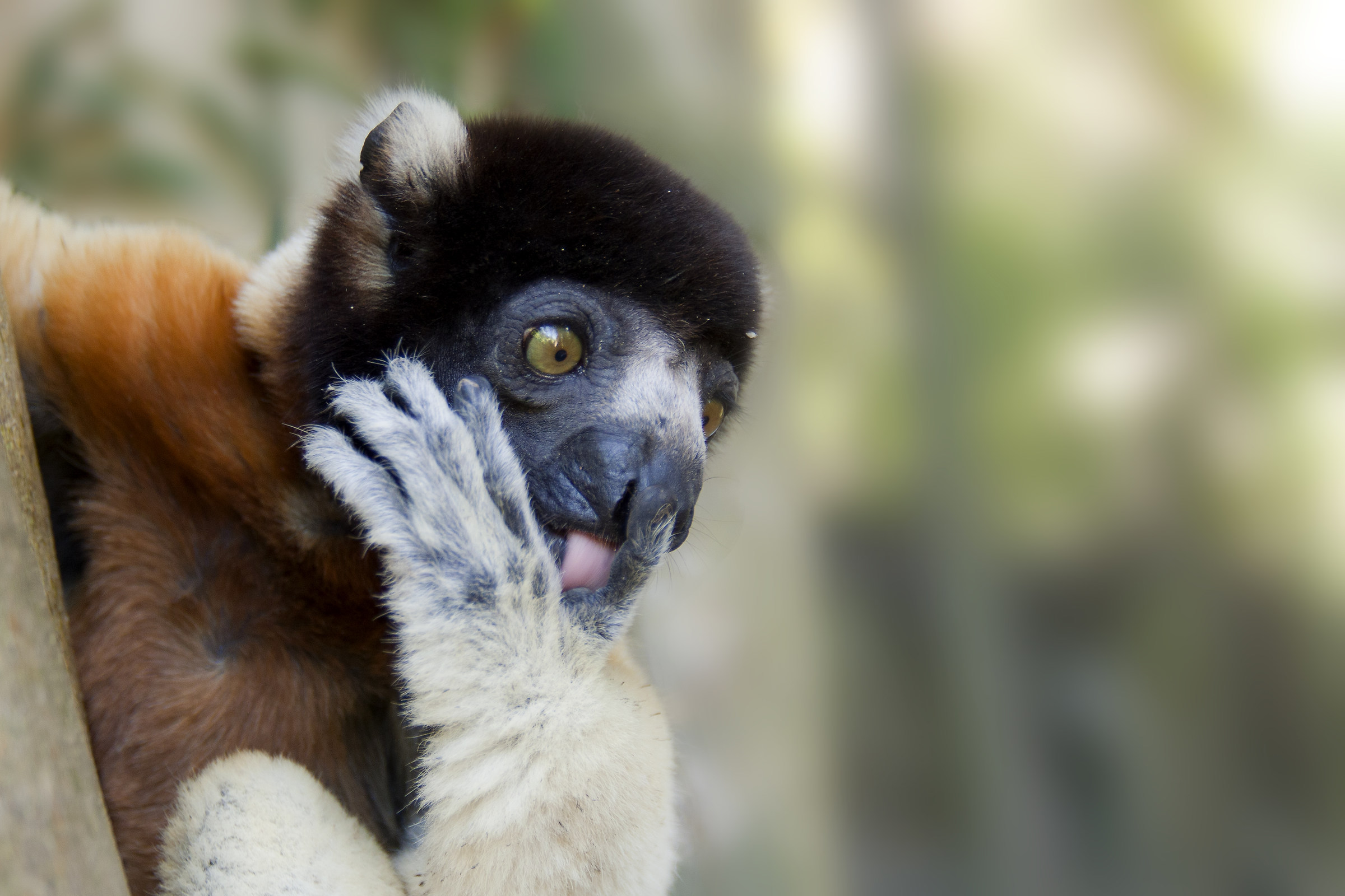 Propithecus Verreauxi