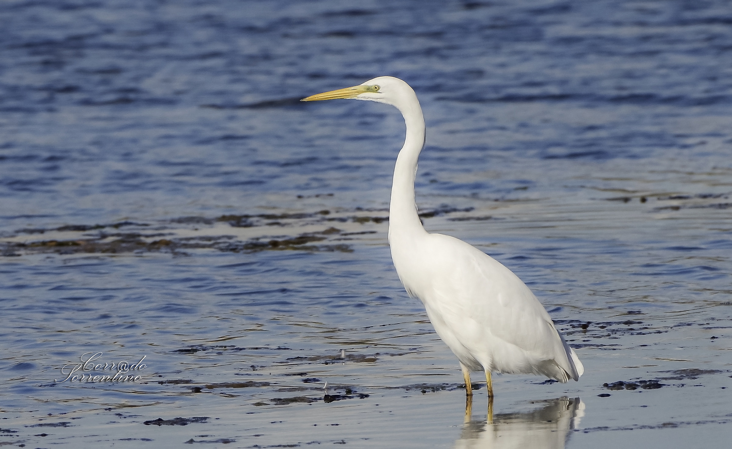 Airone bianco maggiore