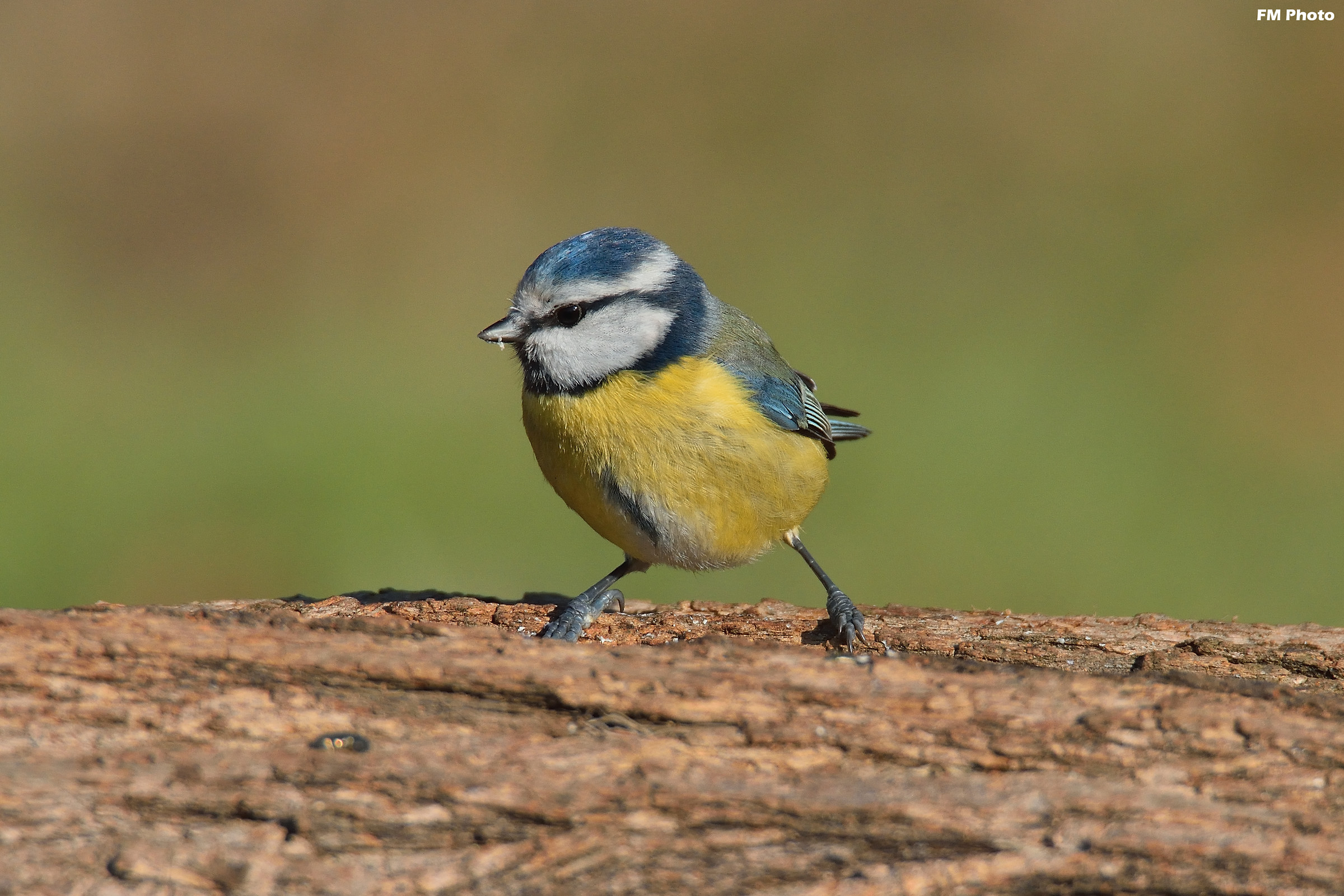 Cinciarella Impegnatissima