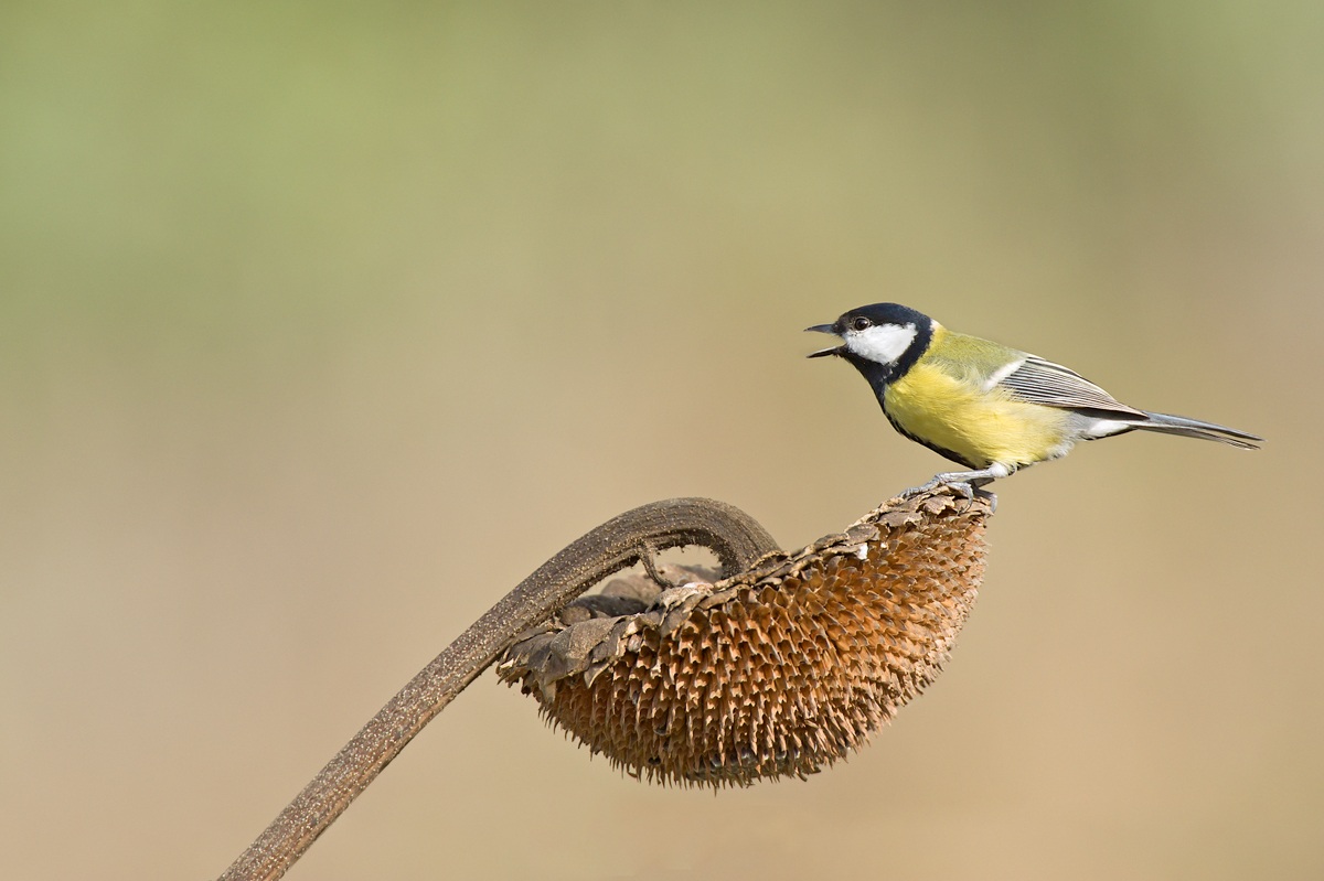 Great Tit