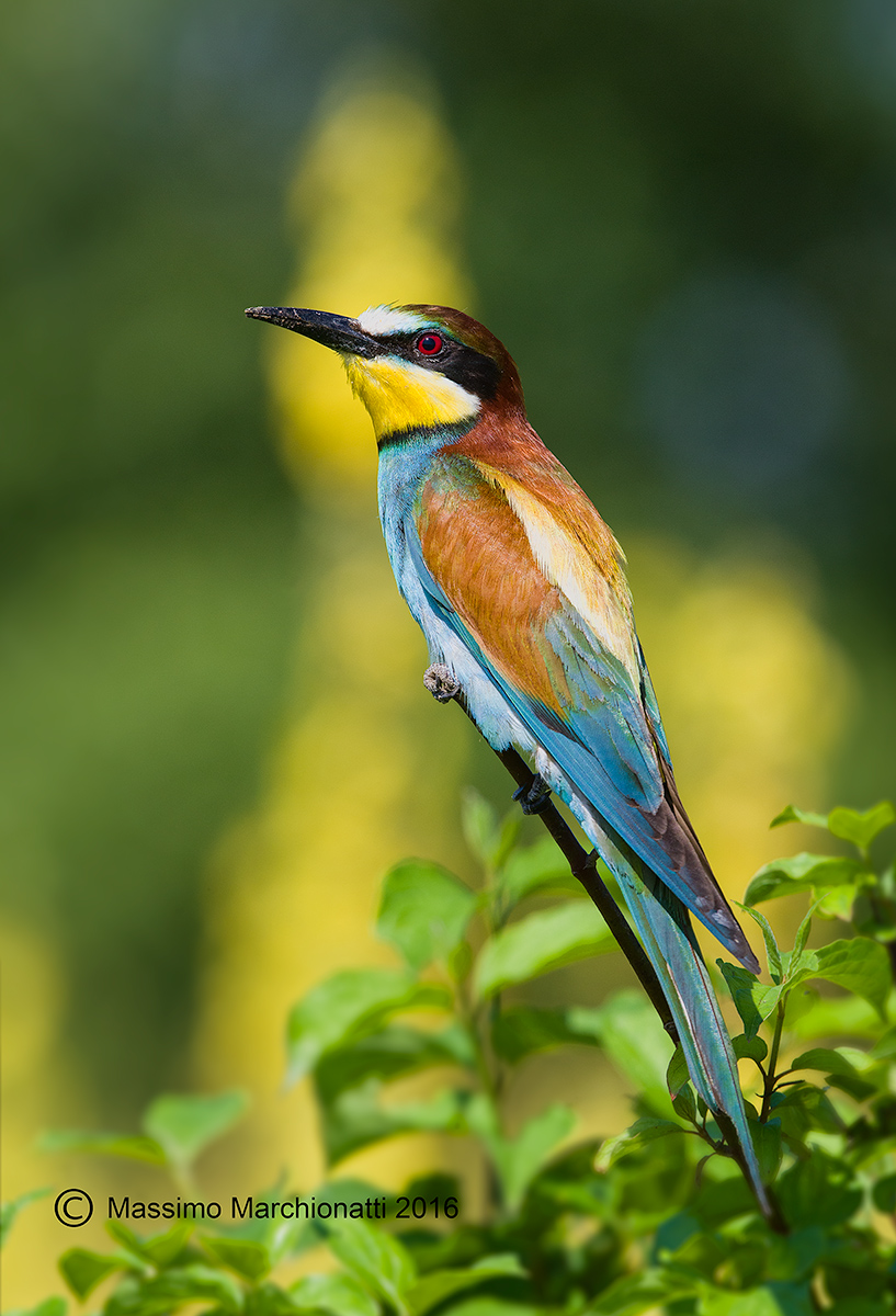 The colors of the summer