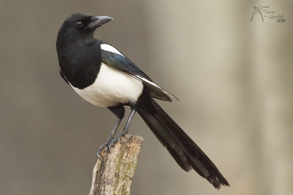 Magpie