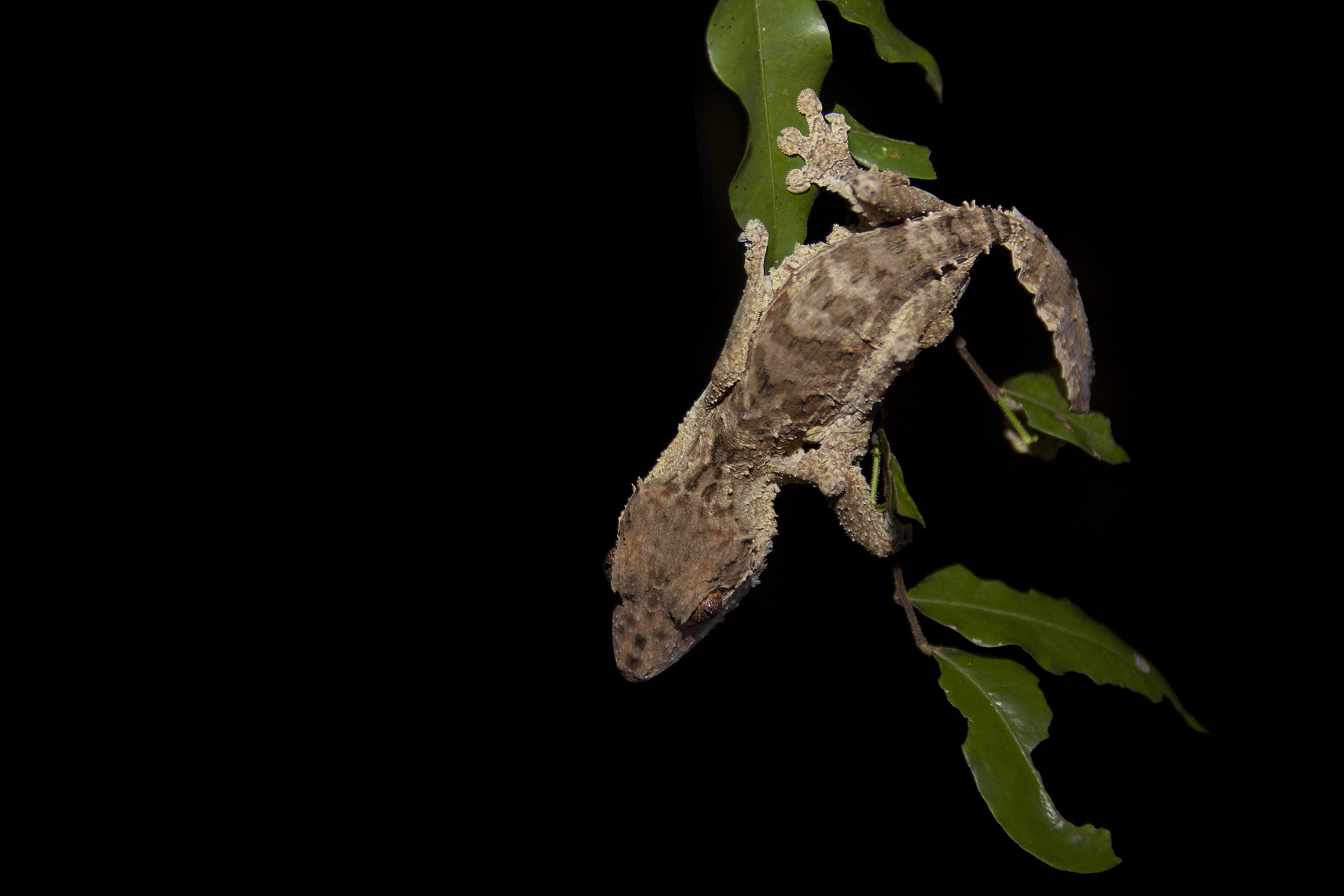 Uroplatus