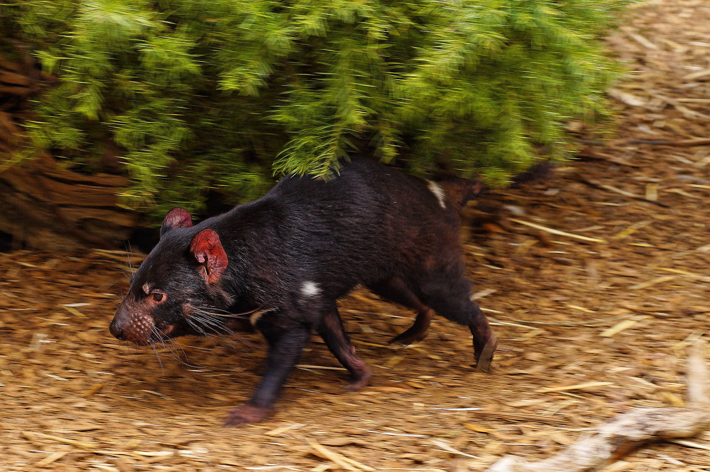 Tasmanian Devil