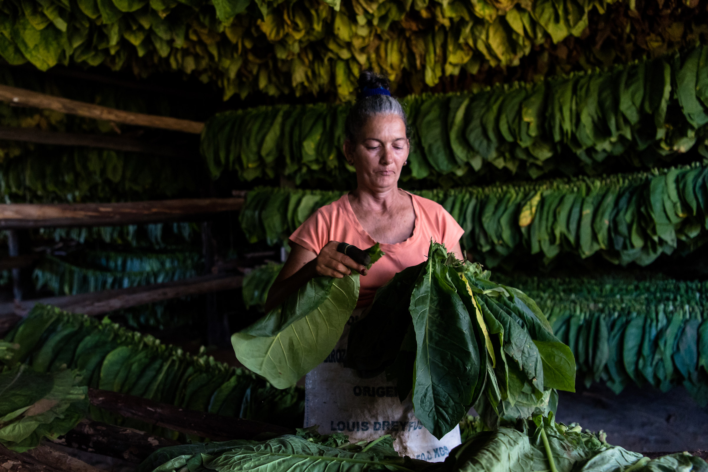Tobacco Drying