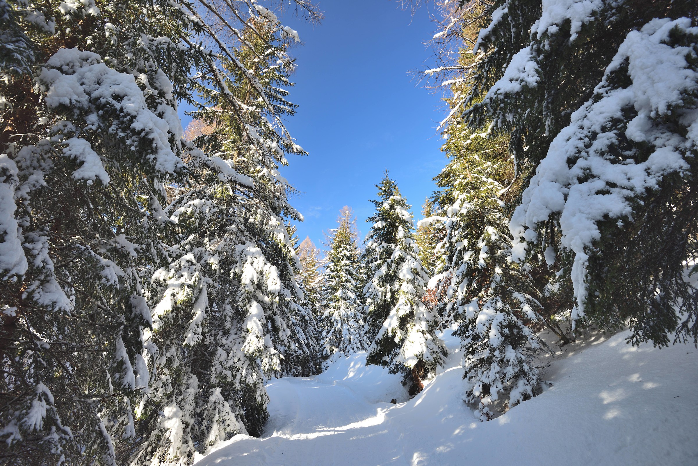 the firs begin to be filled with snow