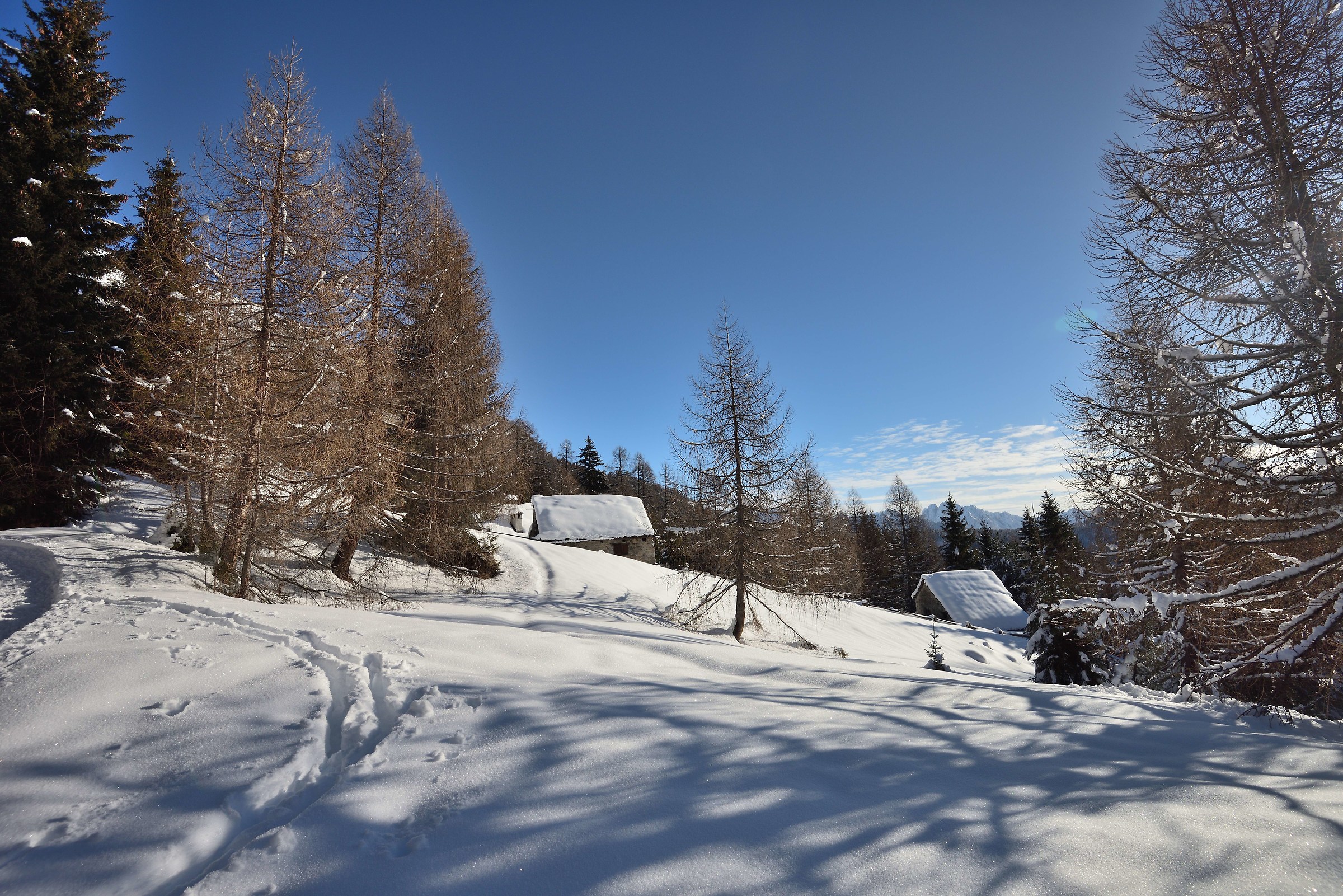 third pasture at about 1600m