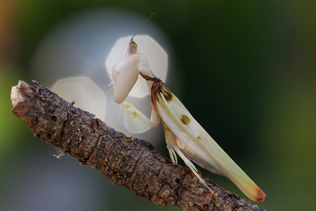 Hymenopus coronatus Olivier, 1792