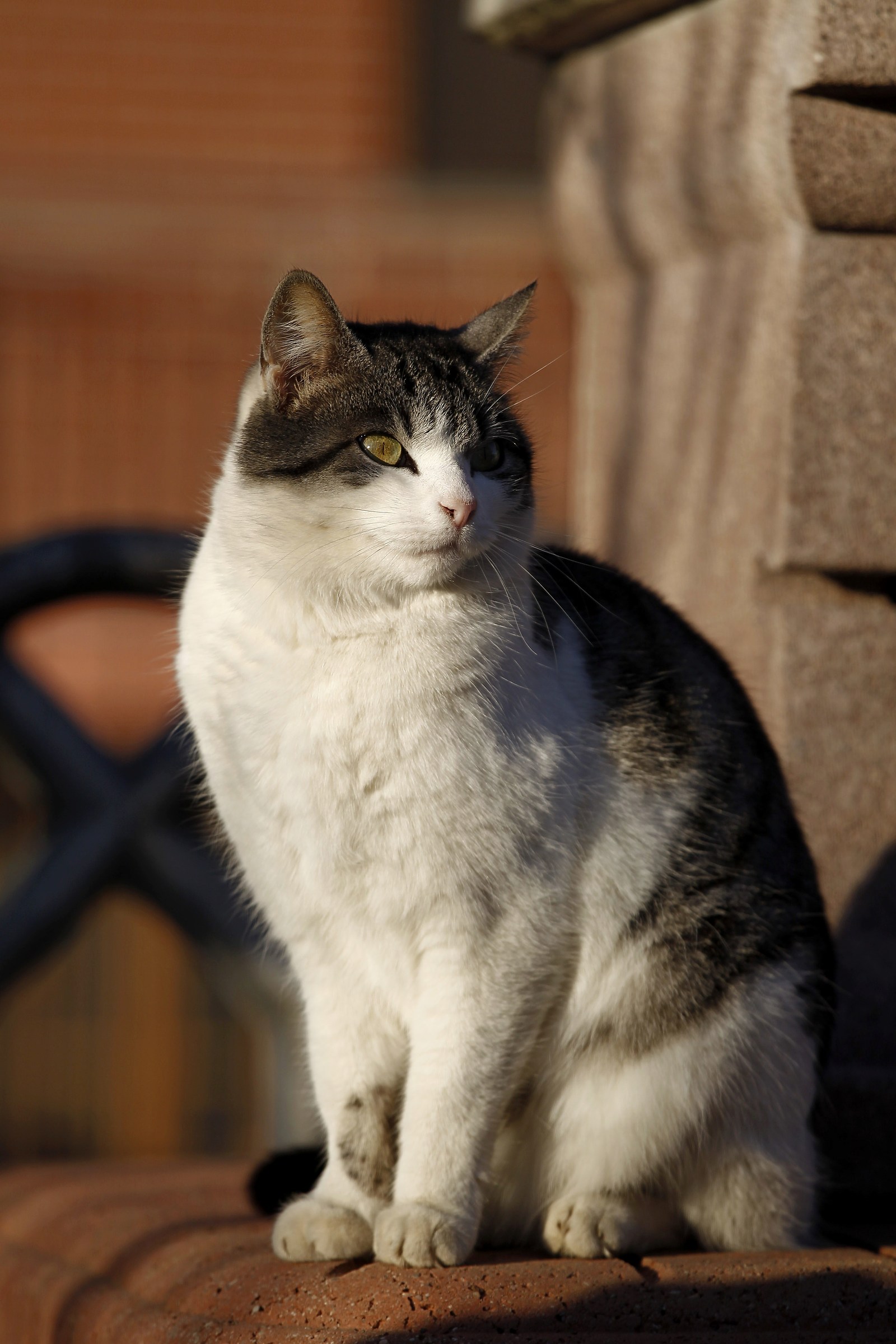 Jonie in the sunset sun