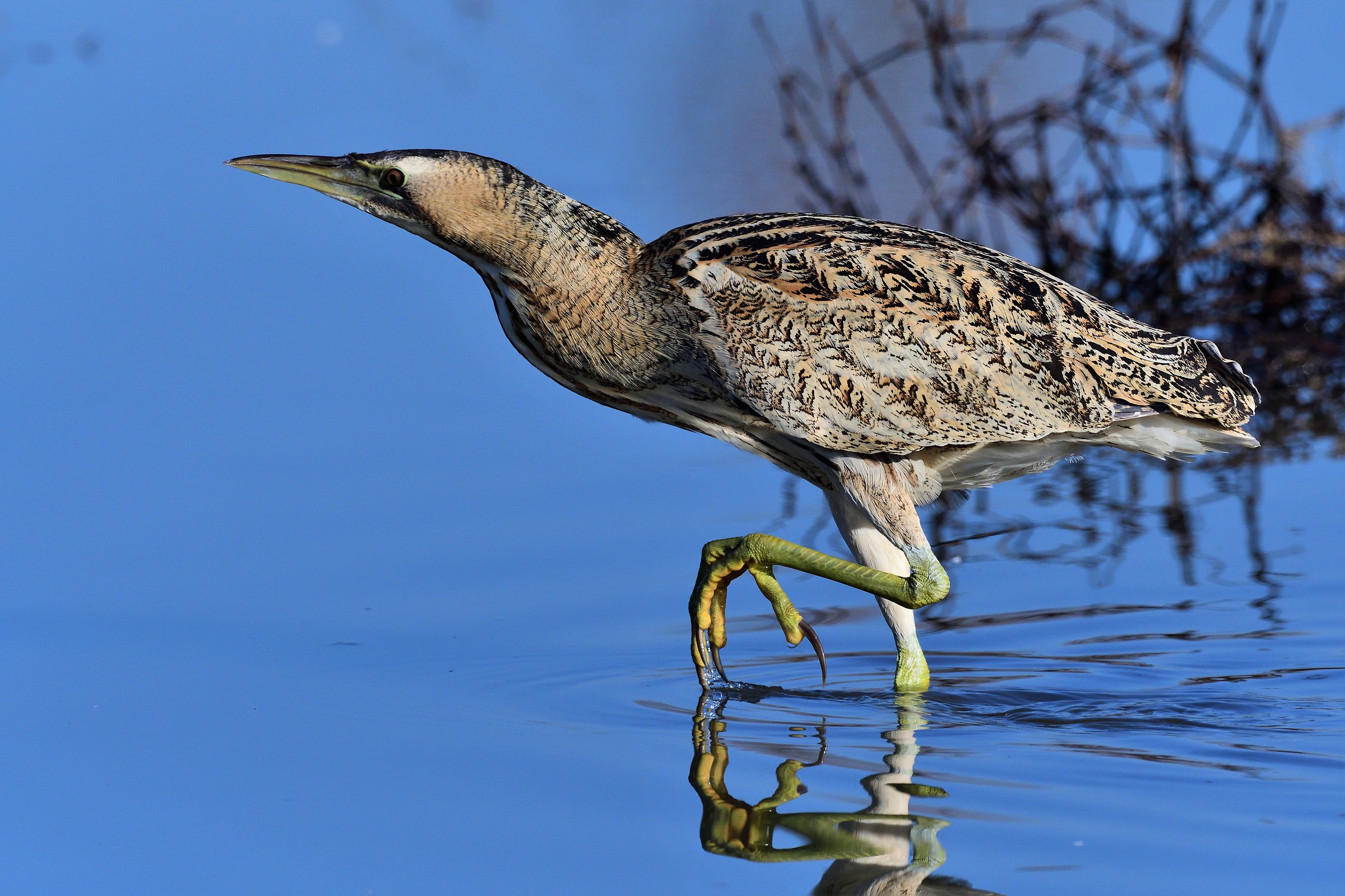 bittern