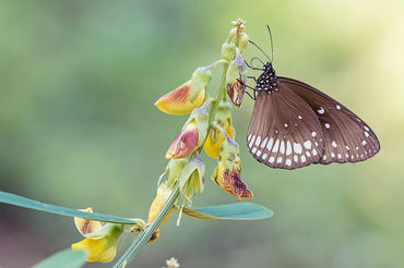 Euploea core