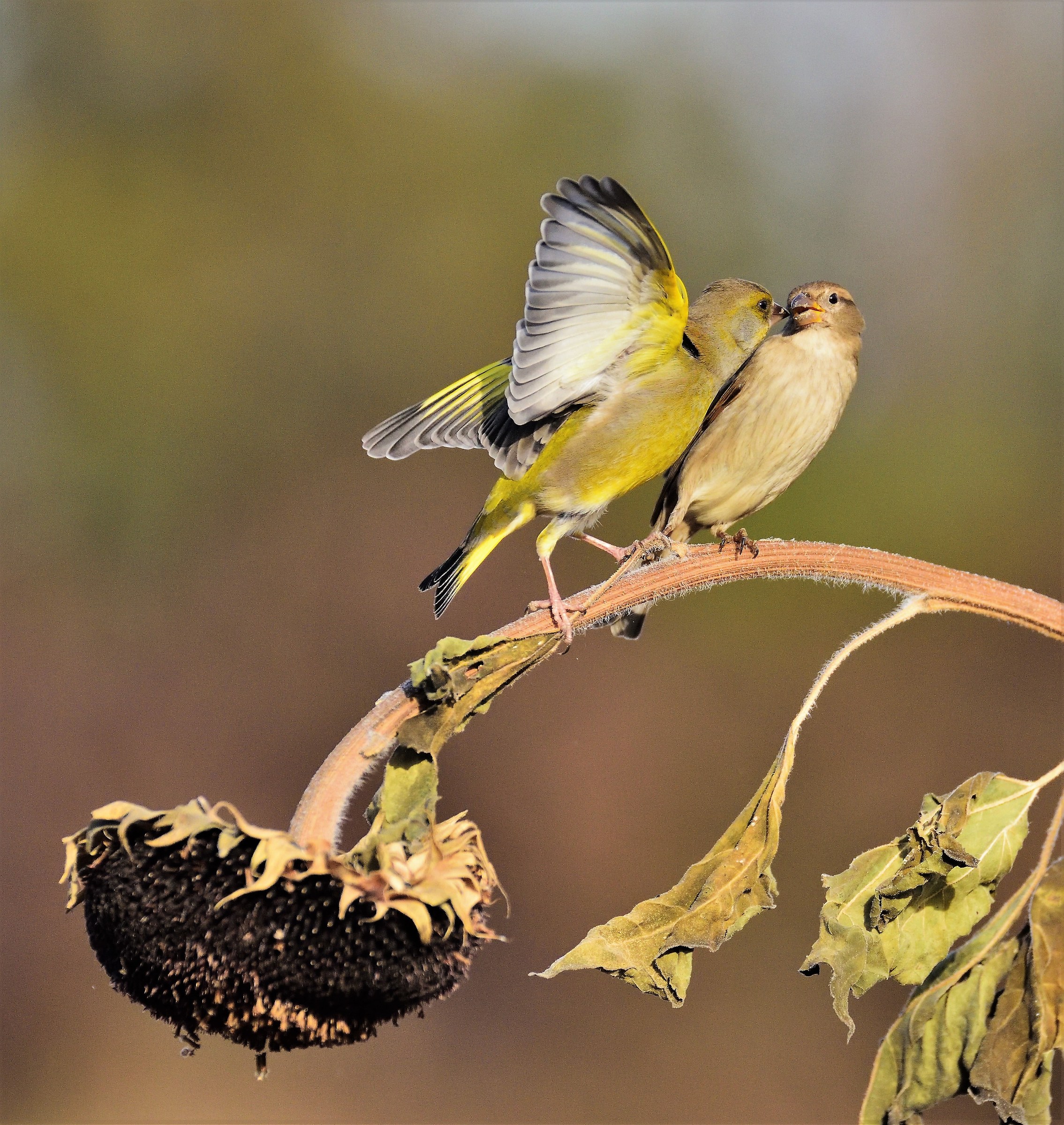 poor sparrow .......