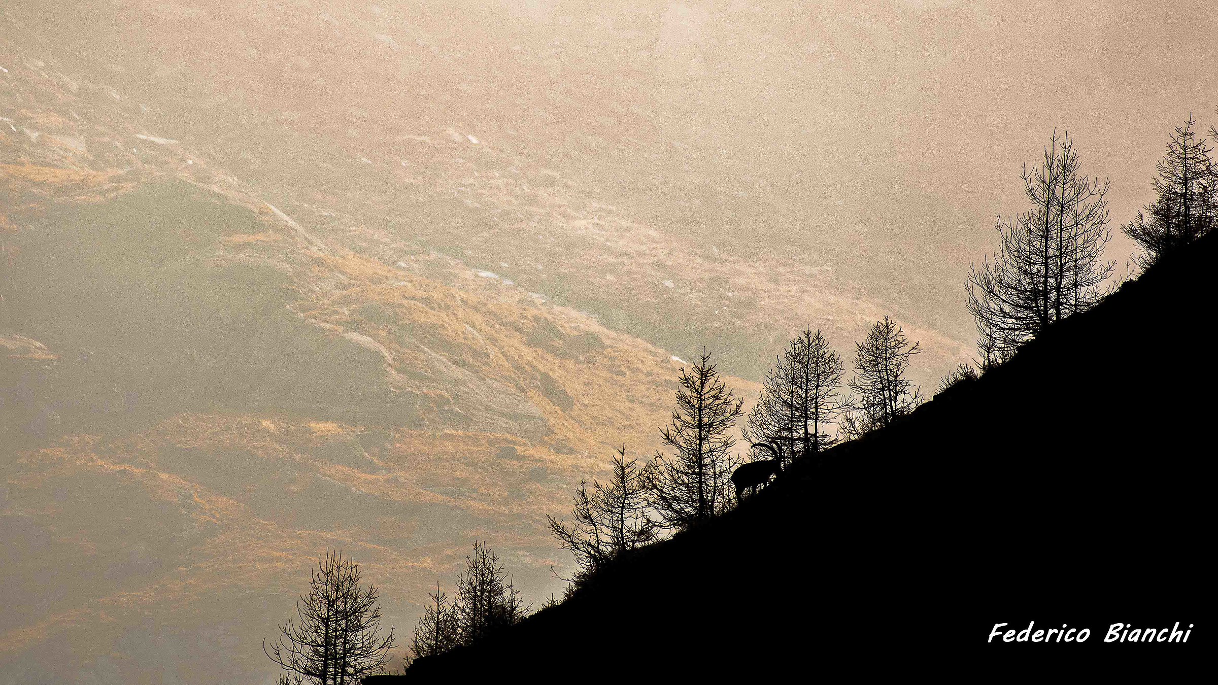 stambecco di profilo