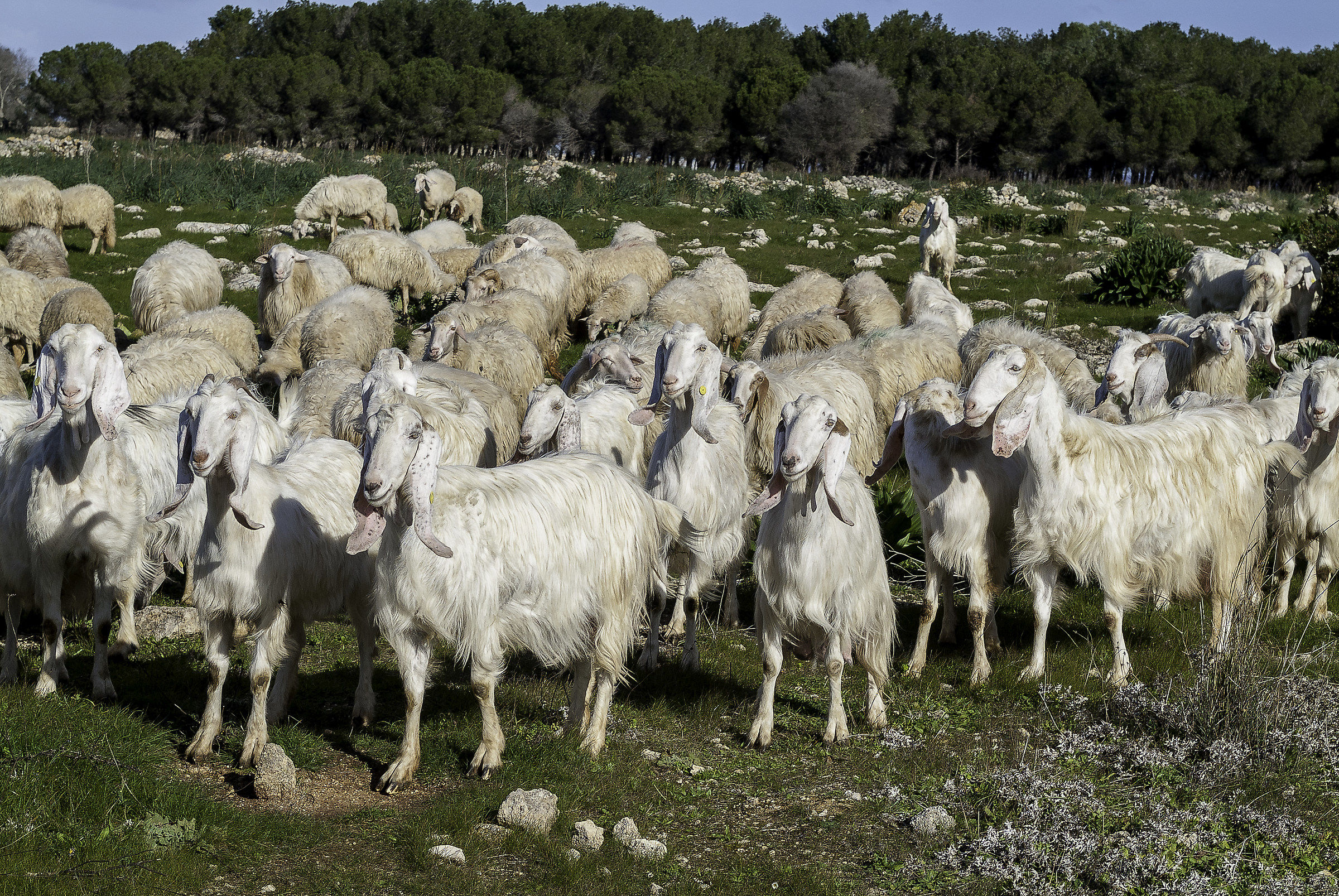 Look into the goal cisss done.