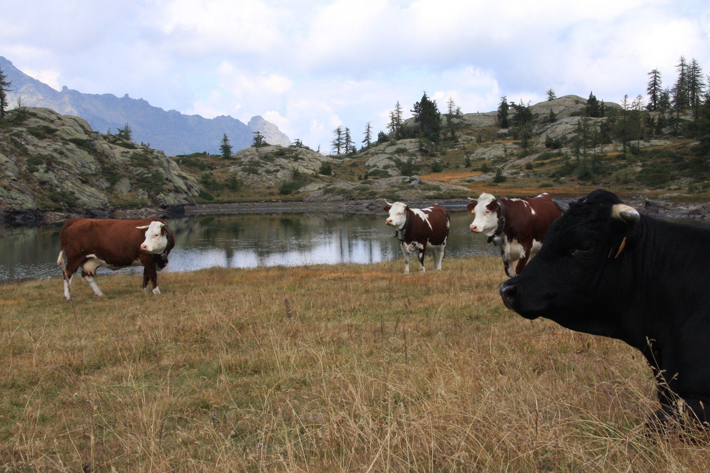 What will ever be so interesting to watch ...