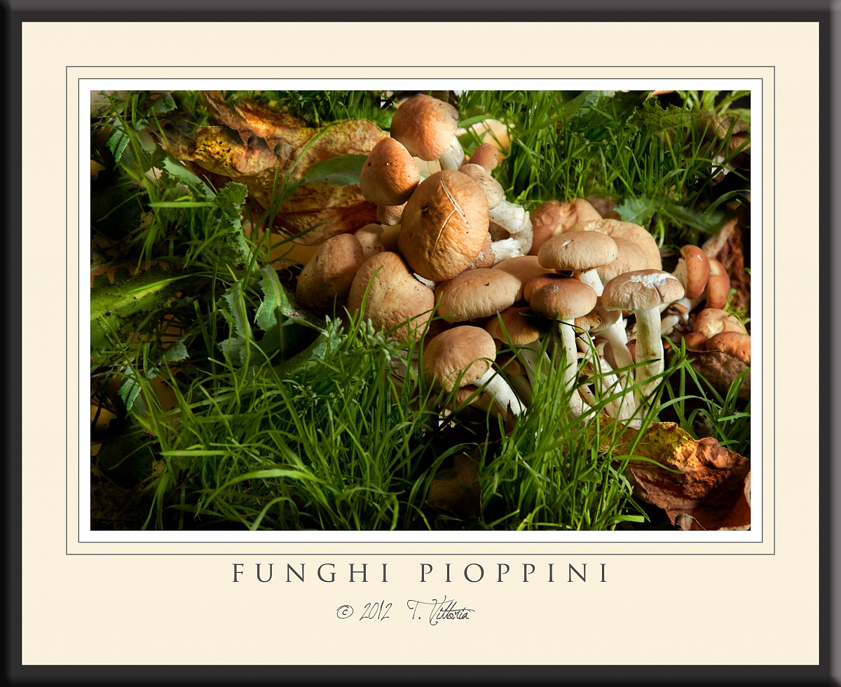 Mushrooms pioppini