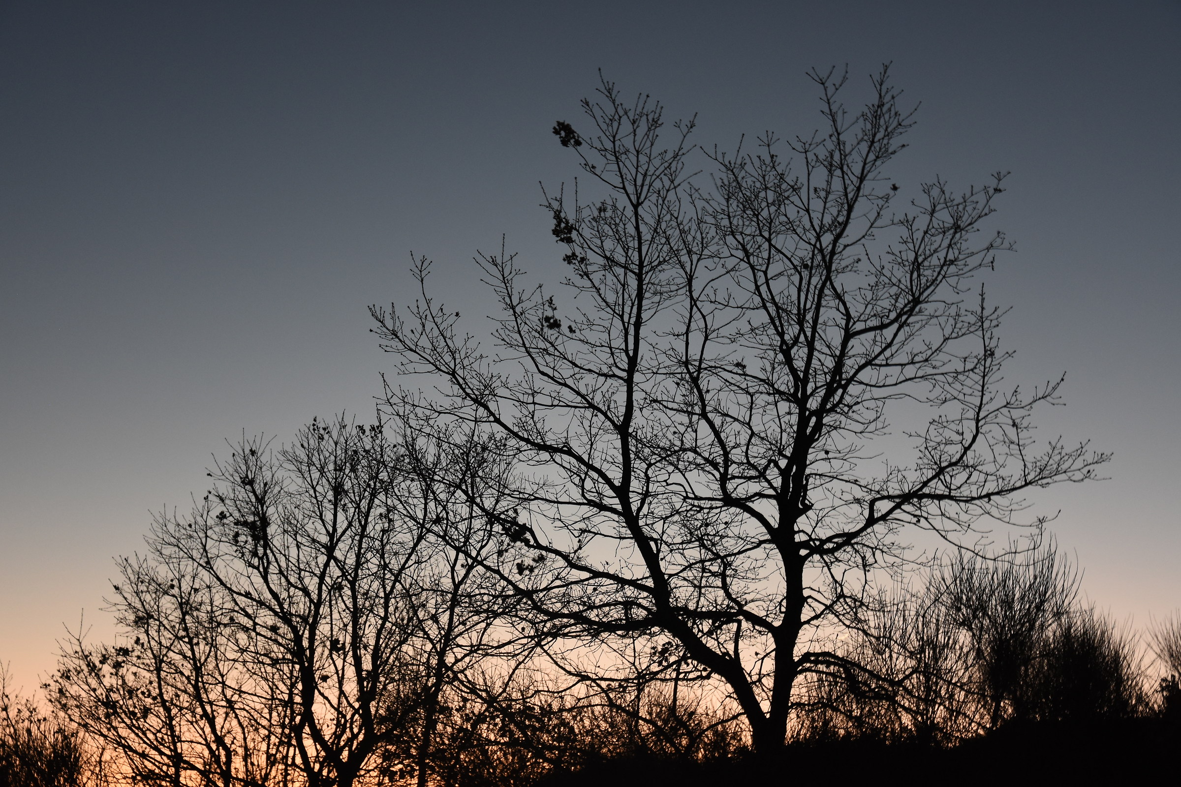 Oak tree. Pollino park