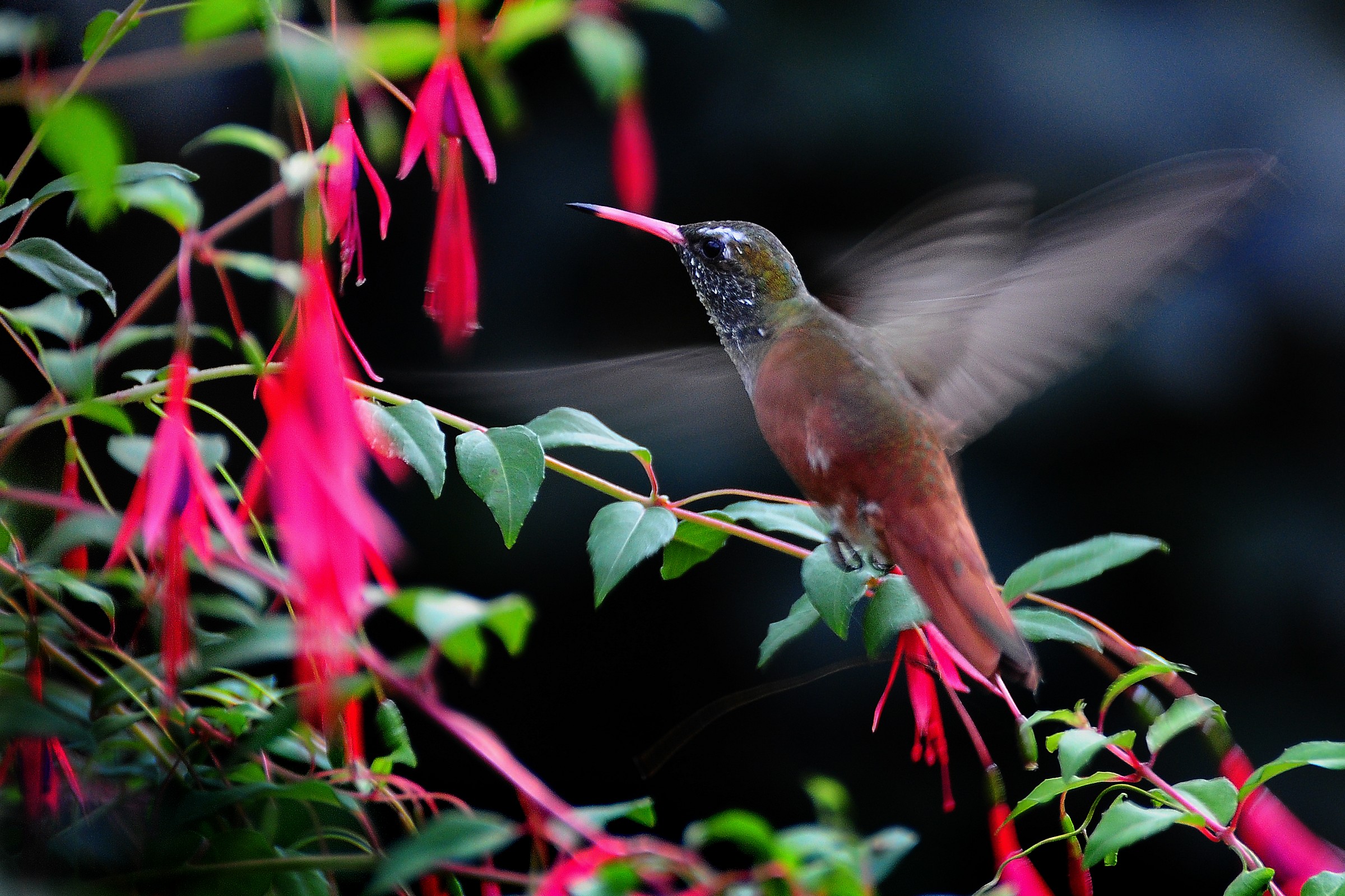 colibri