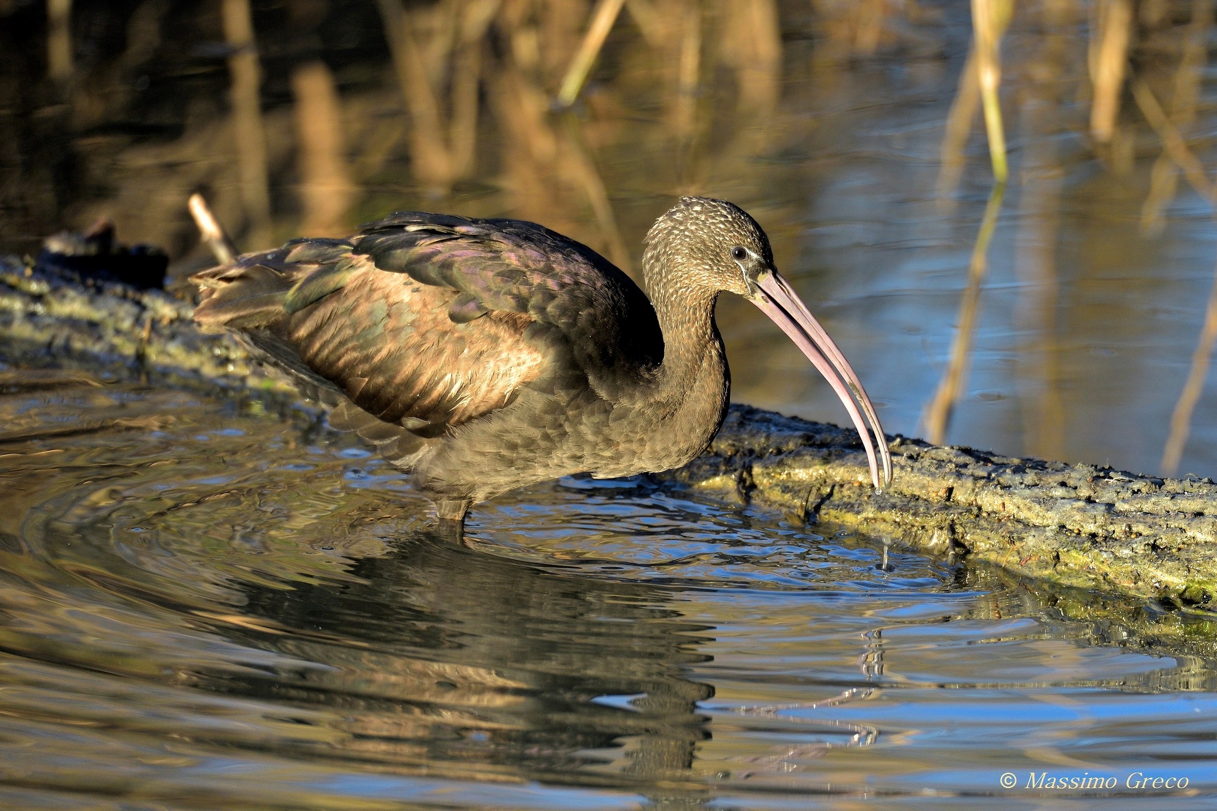 Mignattaio (Plegadis falcinellus)