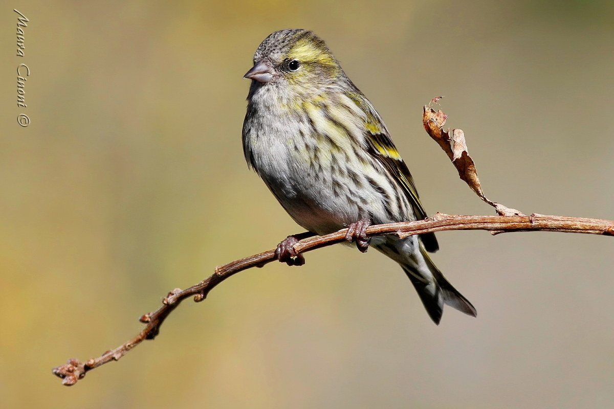 Siskin