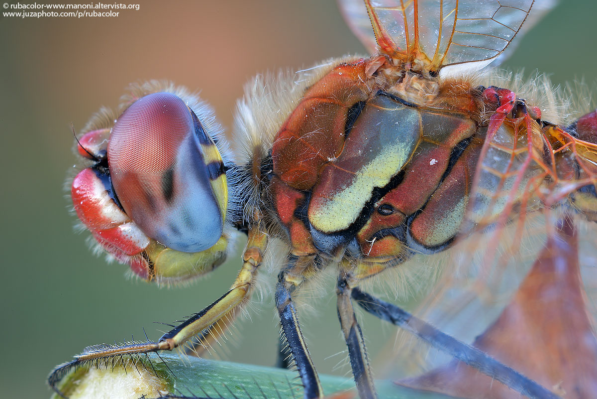 Sempre più vicino al Sympetrum