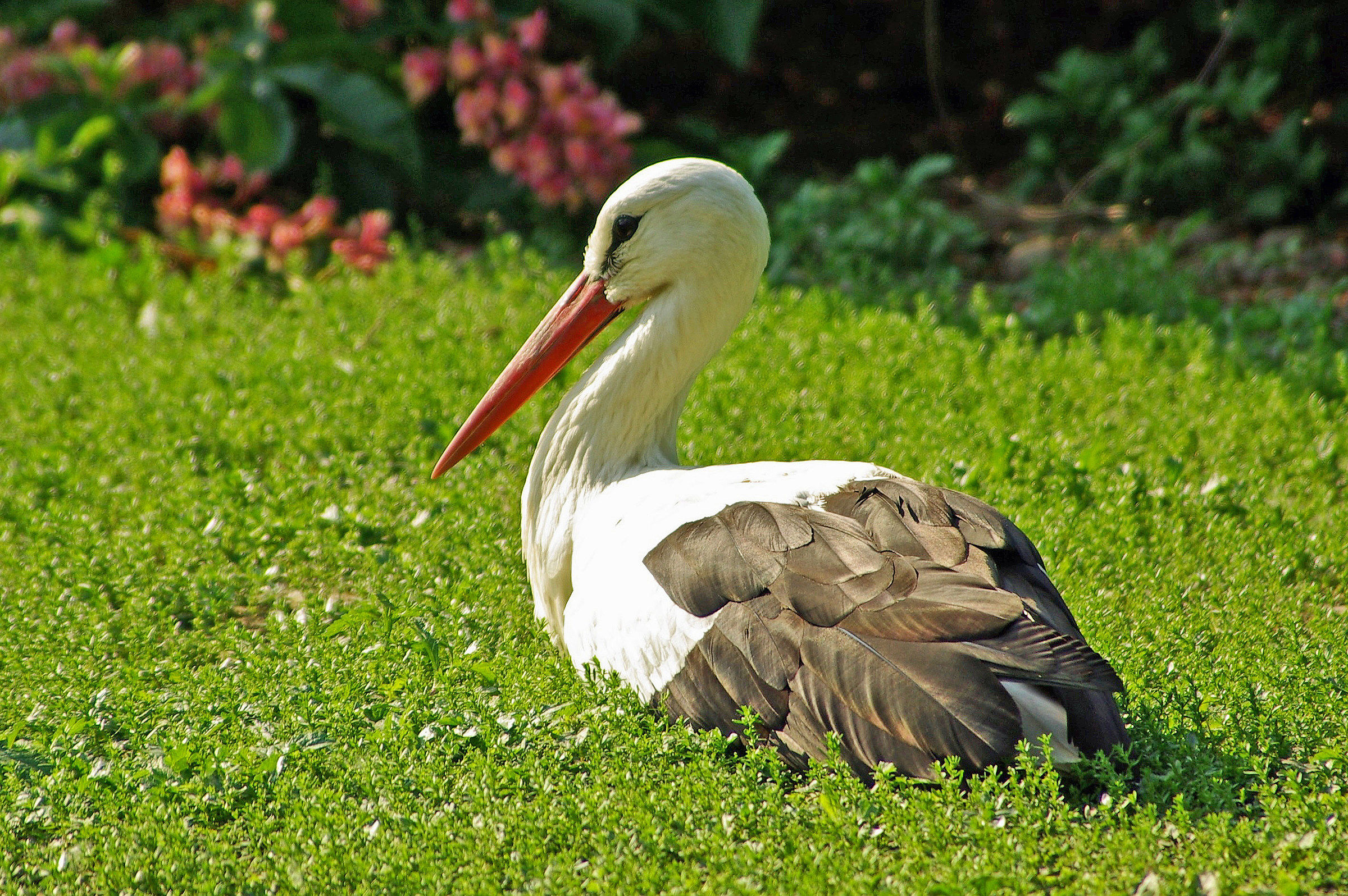 Giovane di cicogna (Ciconia ciconia)