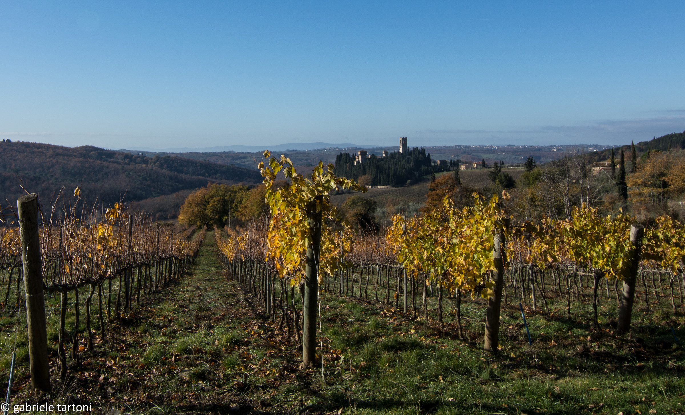 Vineyards in Badia a Coltibuono