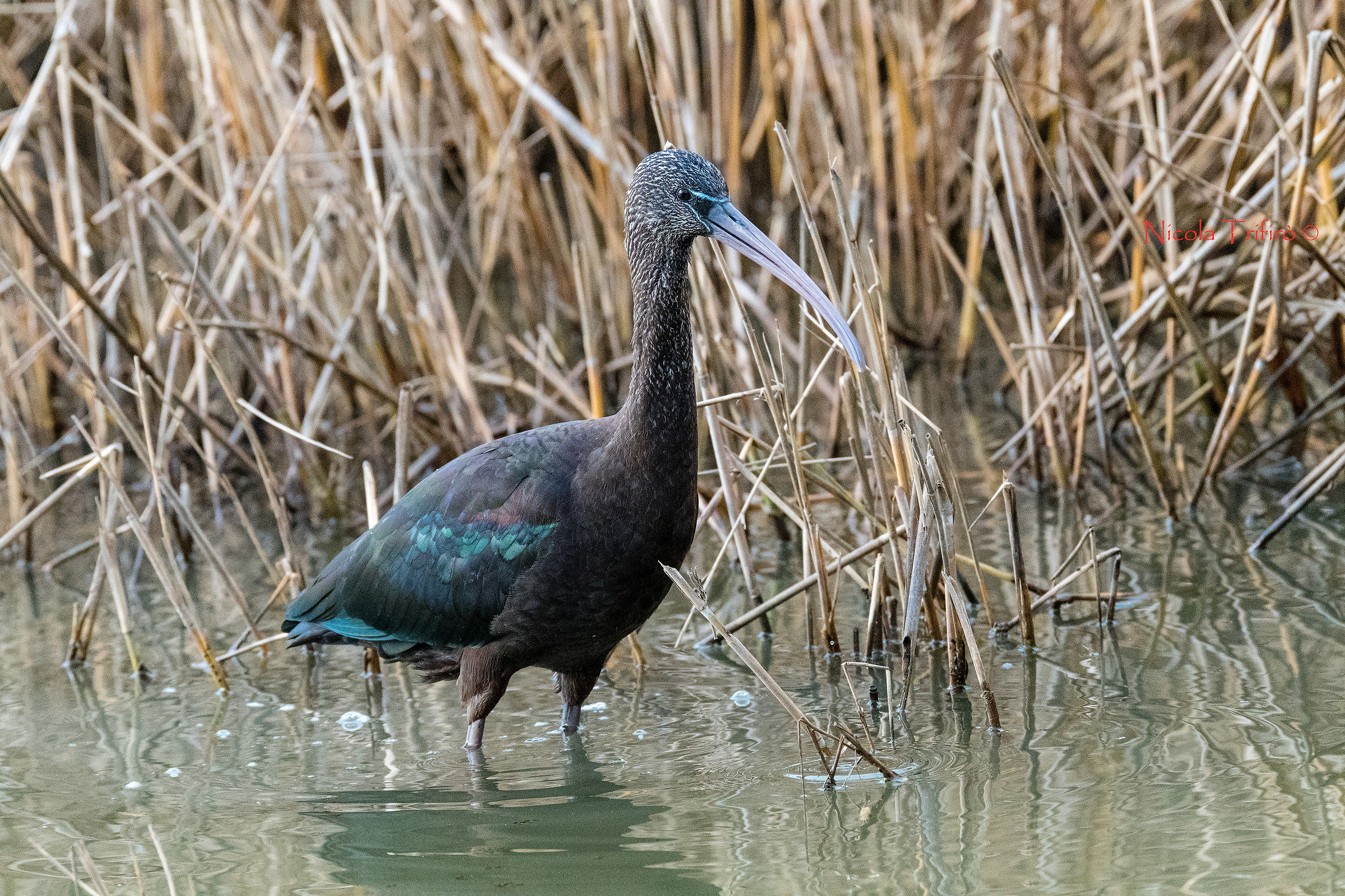 Glossy Ibis
