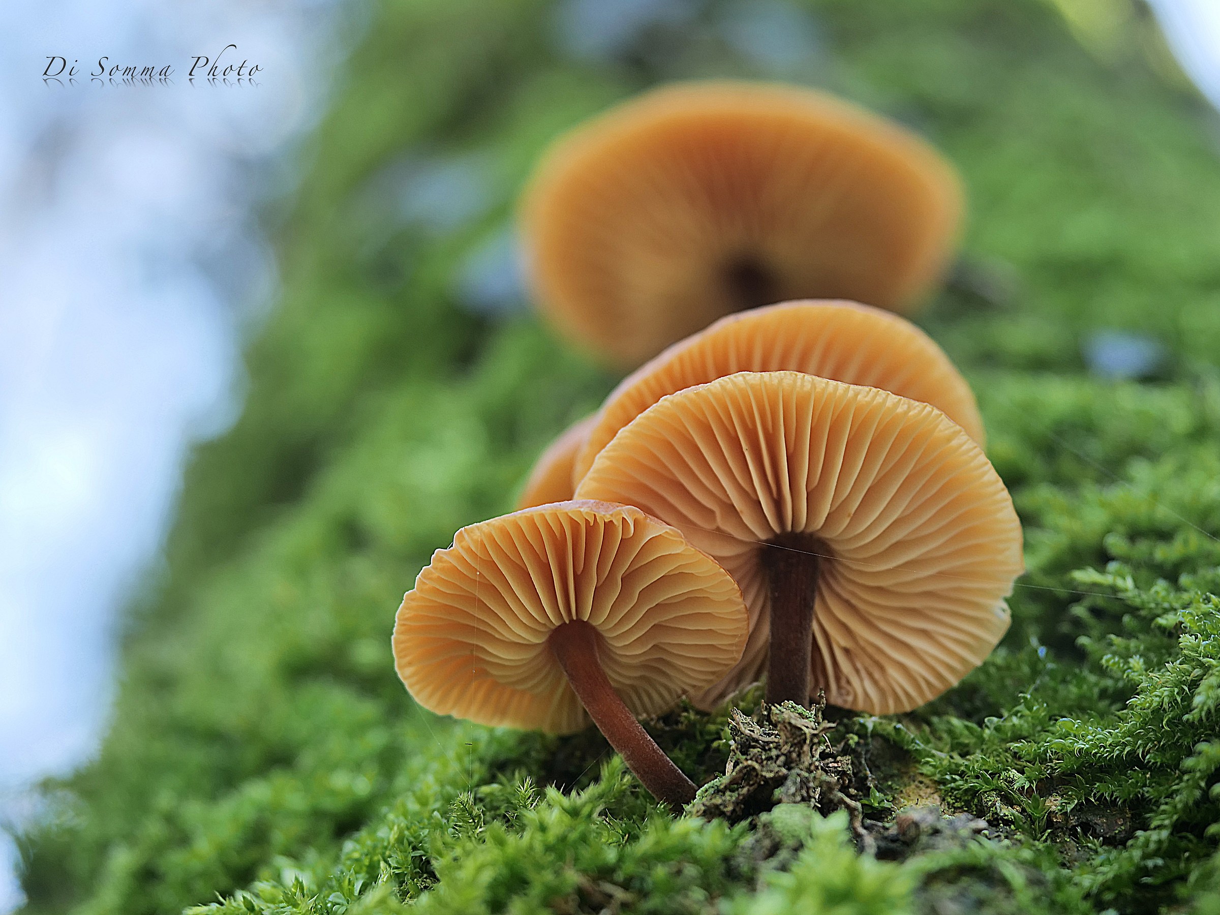 "Mushroom of the Elm"