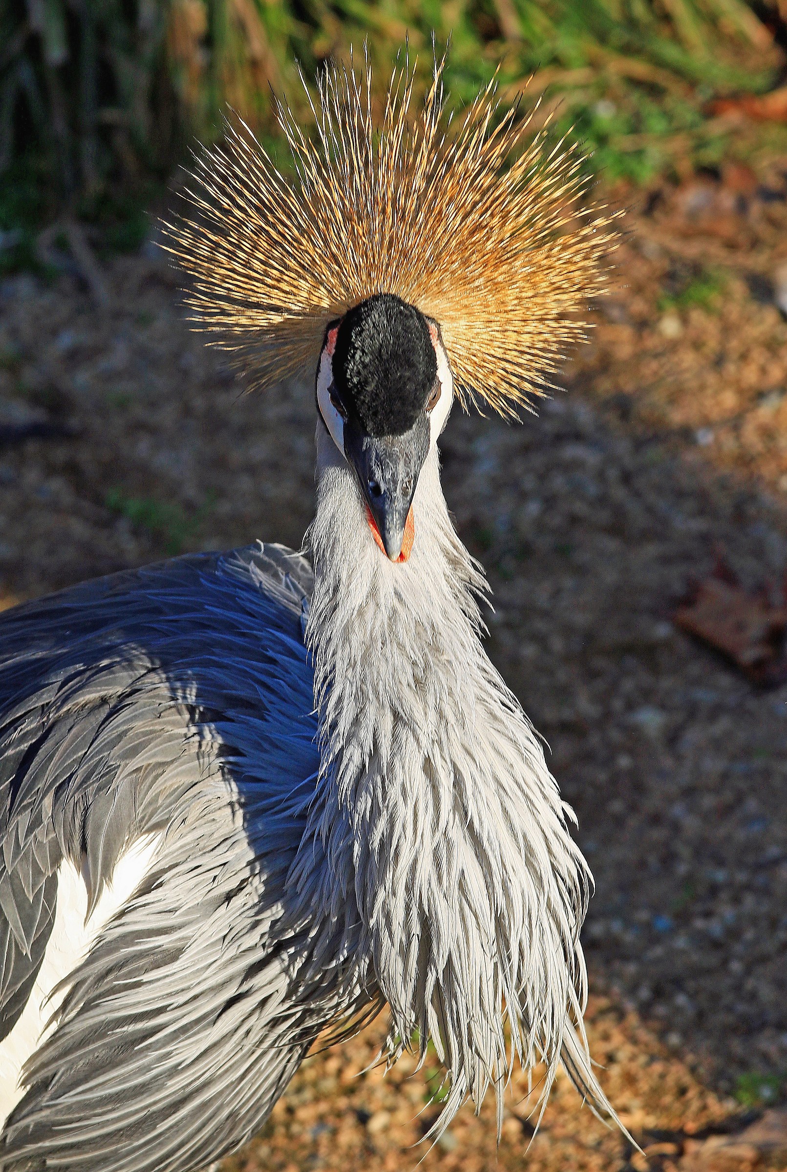 Gru coronata-2  (Balearica regulorum)