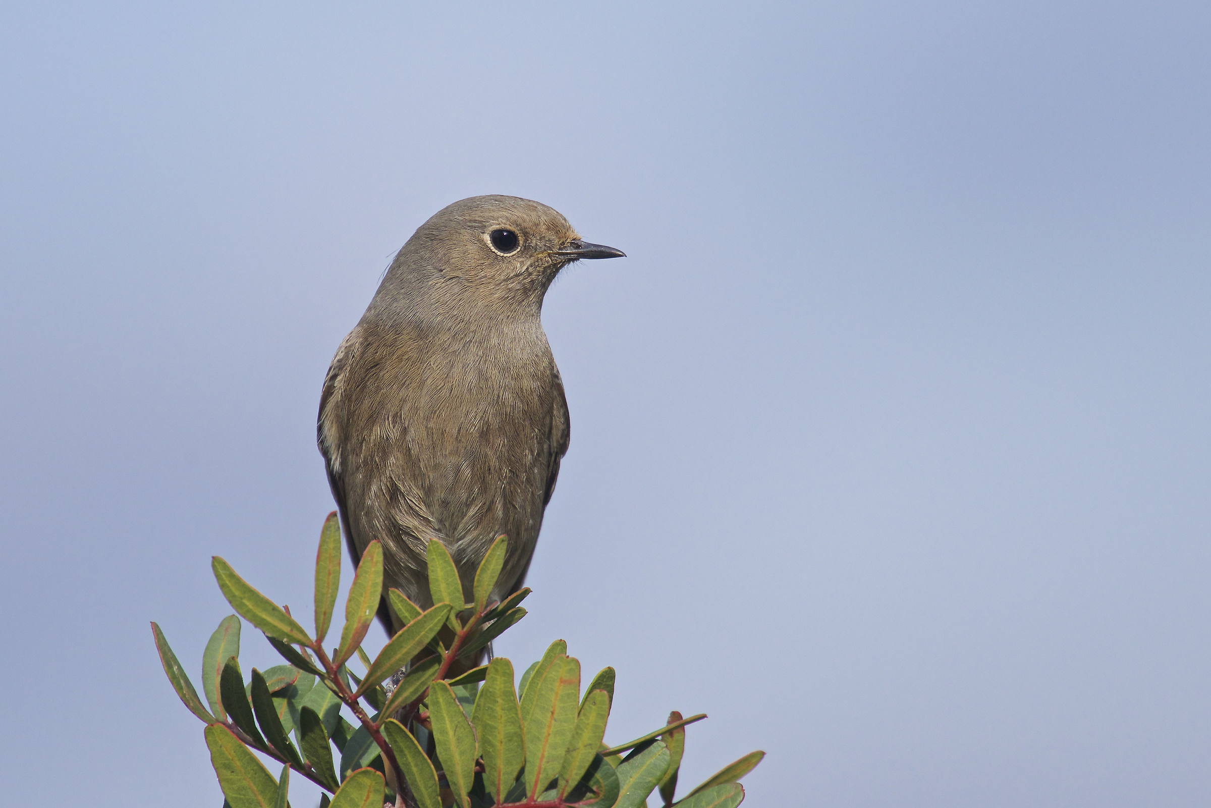 Codirosso spazzacamino