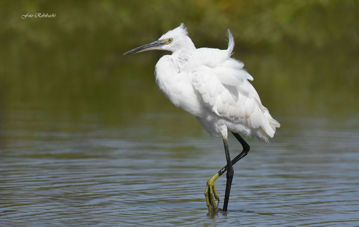 Egret ...