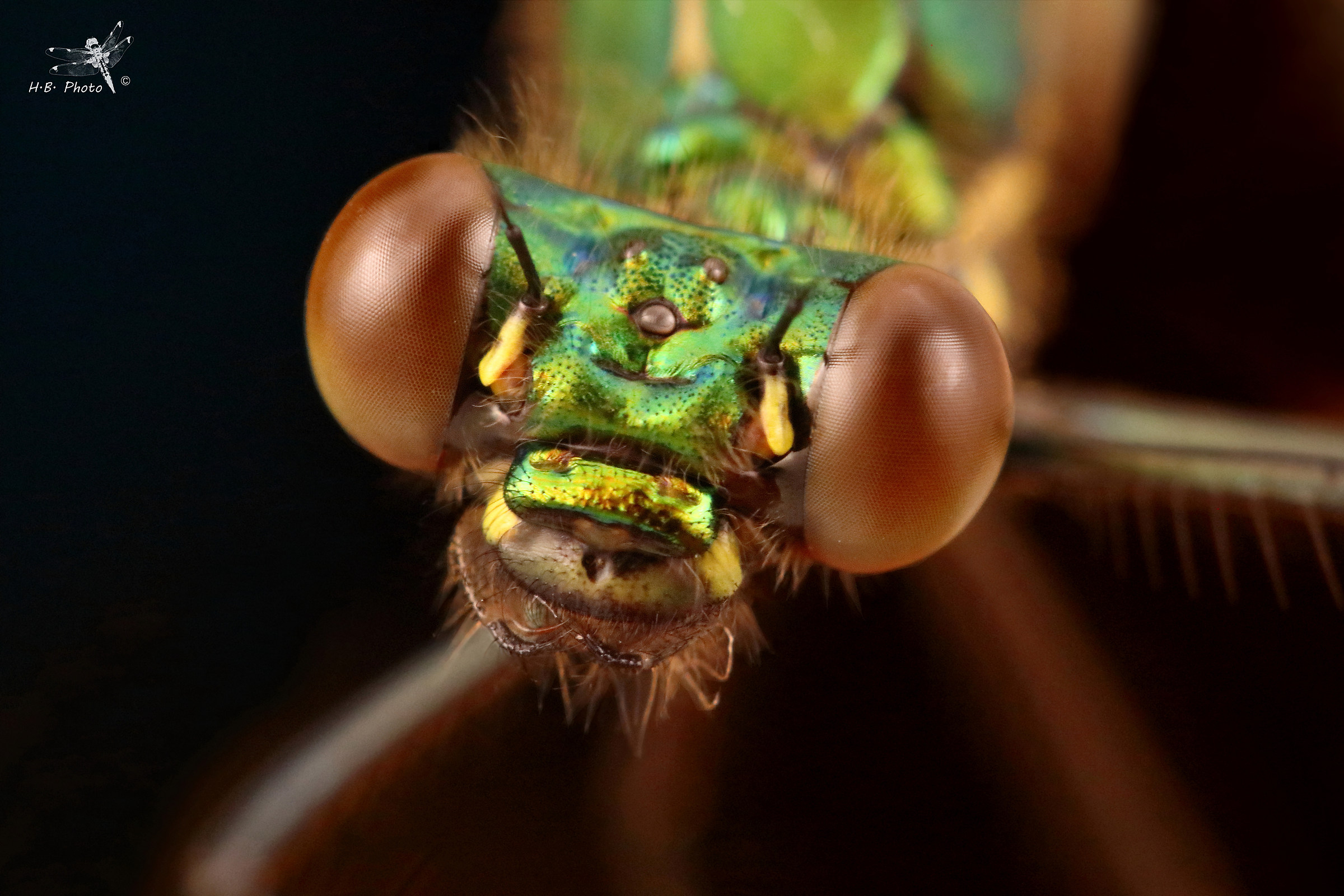 Calopteryx virgo, femmina