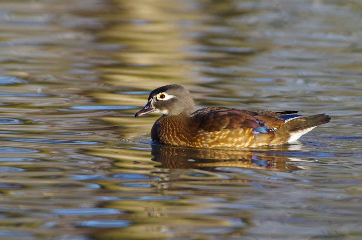 Bride duck (Aix sponsa)