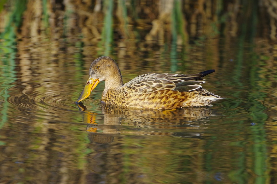 Mestolone f. (Anas clypeata)