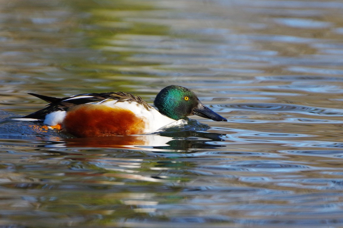 Mestolone  m. (Anas clypeata)