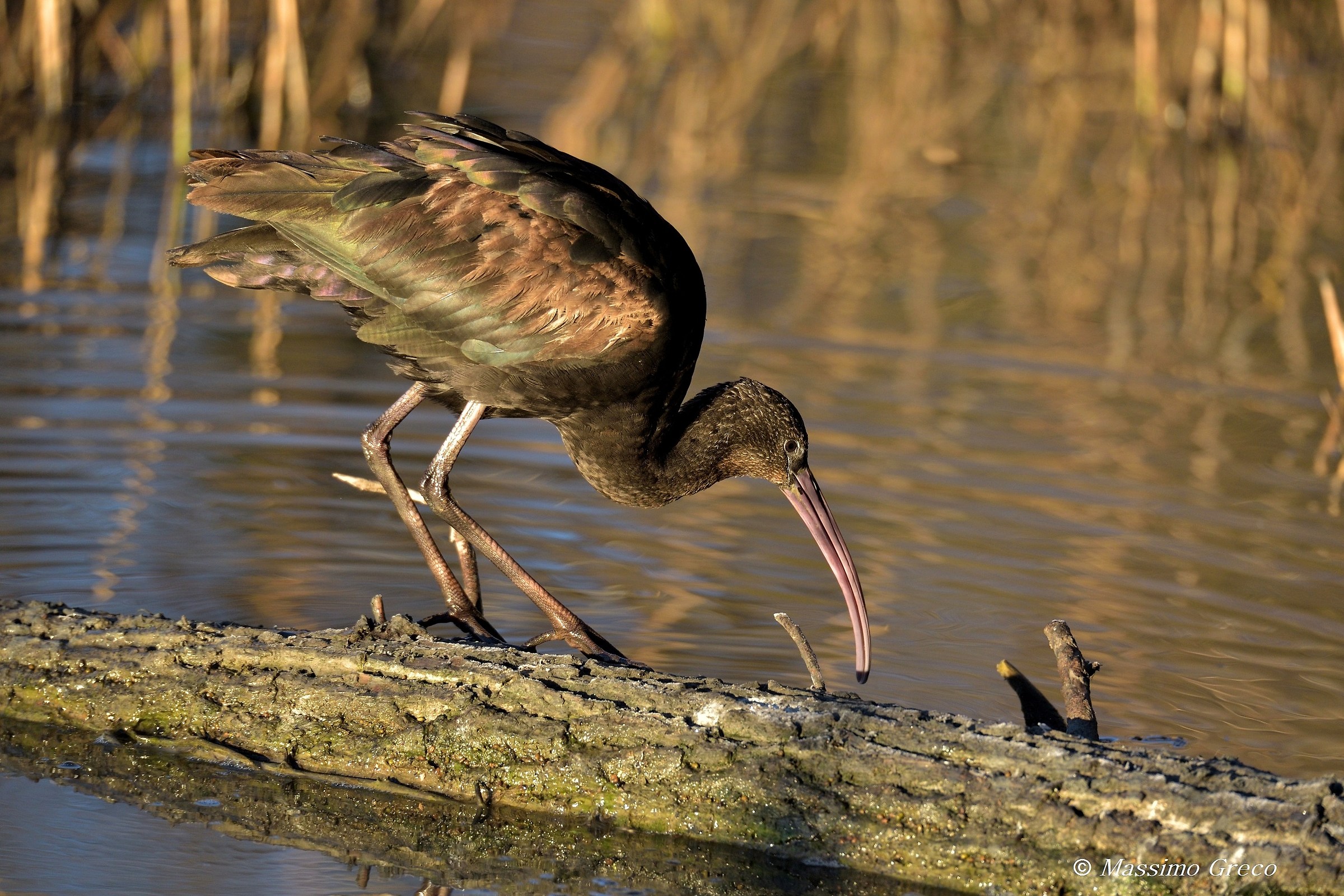 Mignattaio in the early morning light