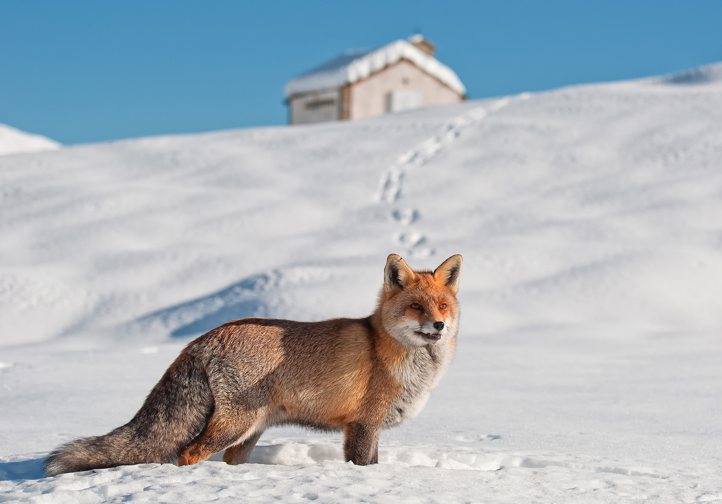 "Uno sguardo furbo" - Rif. G. Jervis (Ceres&ograve...