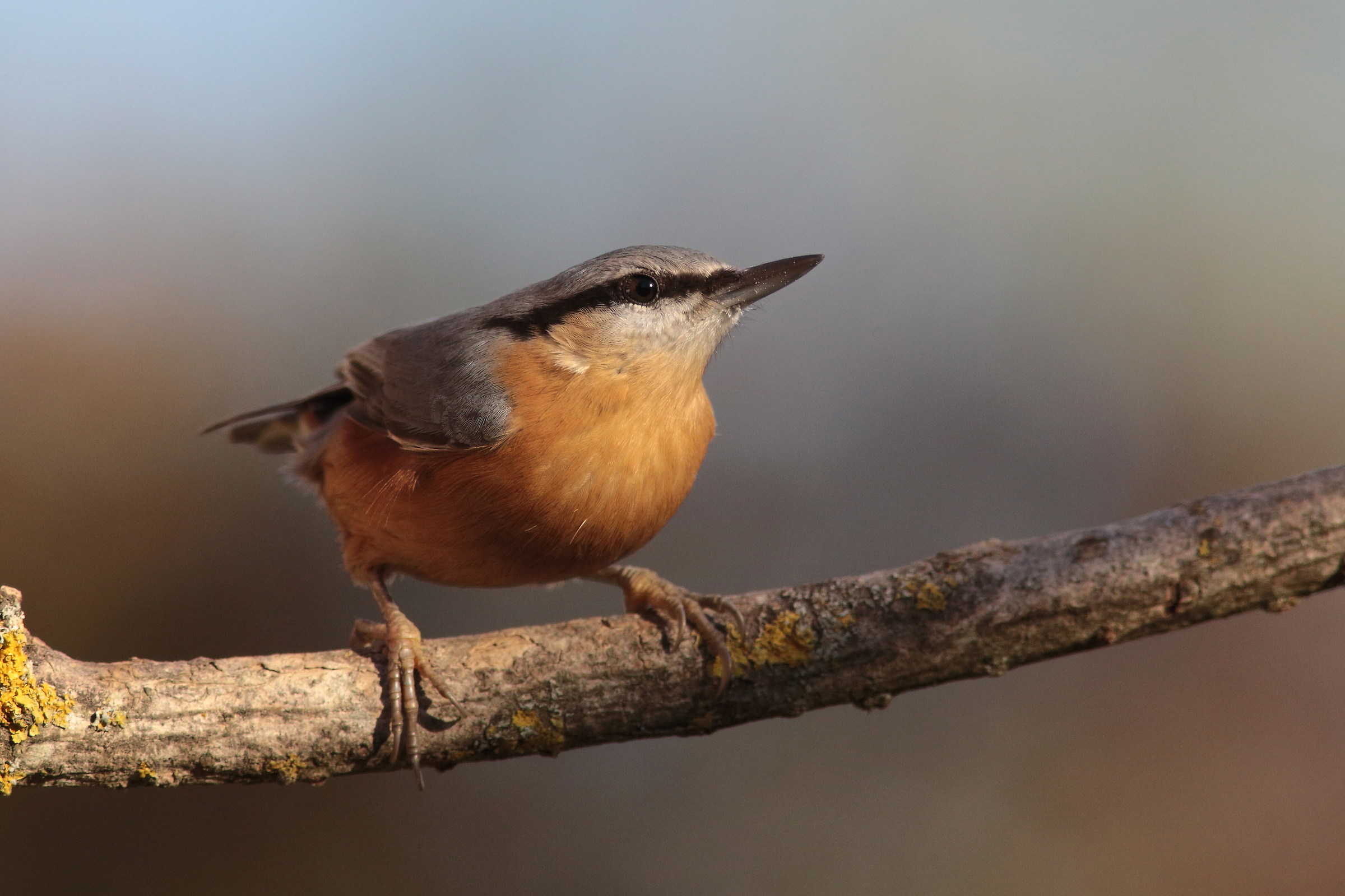 nuthatch
