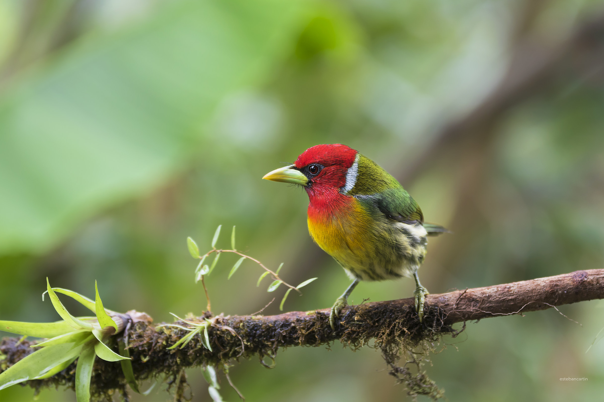 red-headed barbet (male)