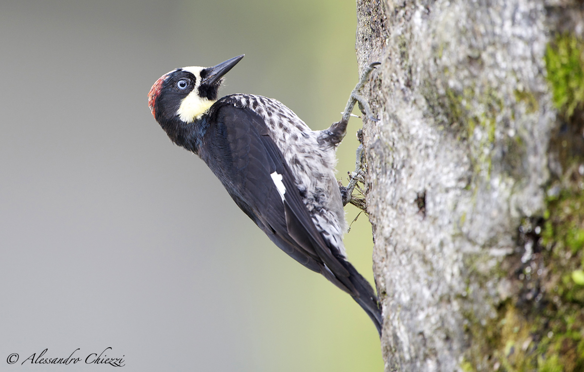 Acorn woodpecker