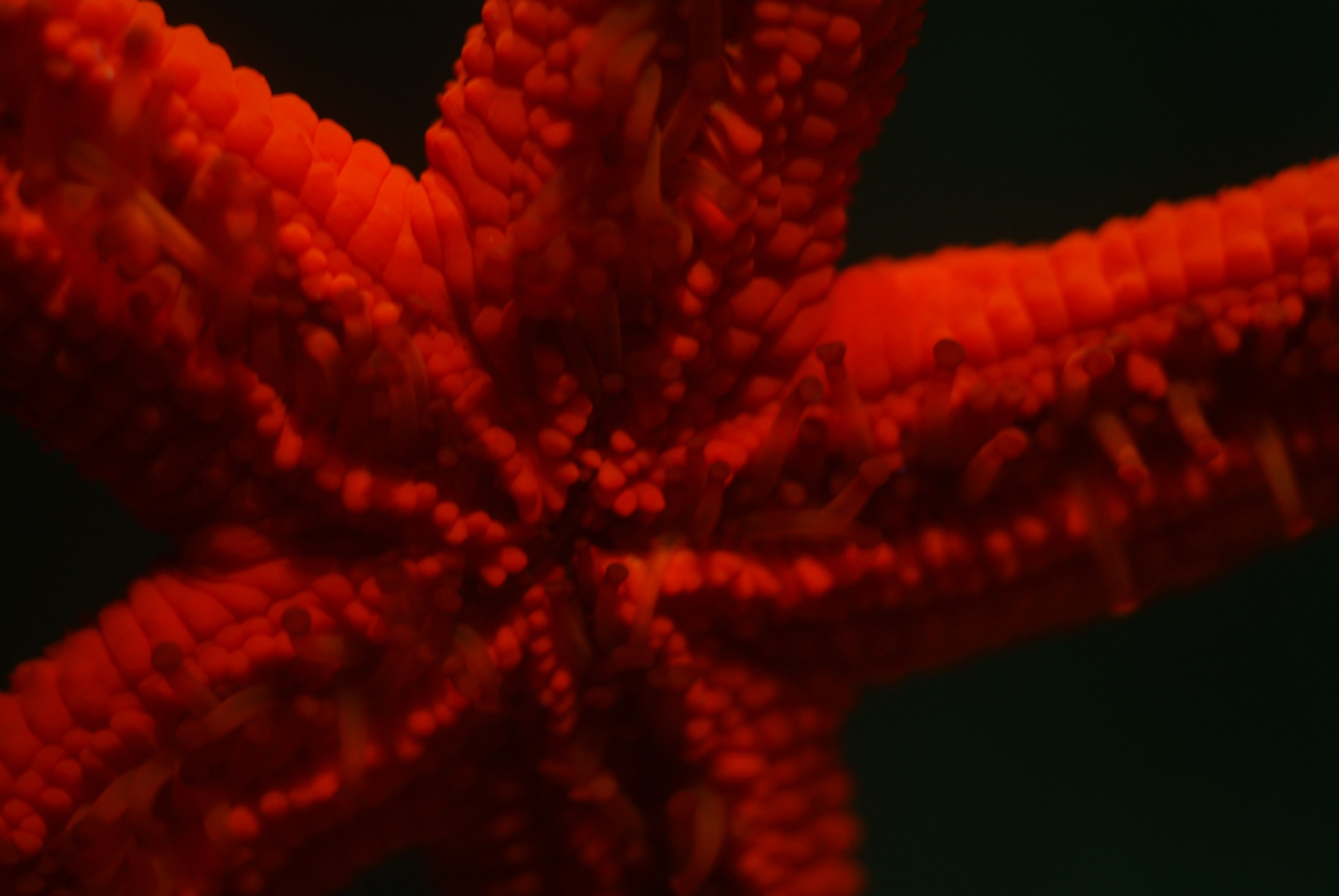 Stella marina, Nikon 55mm micro